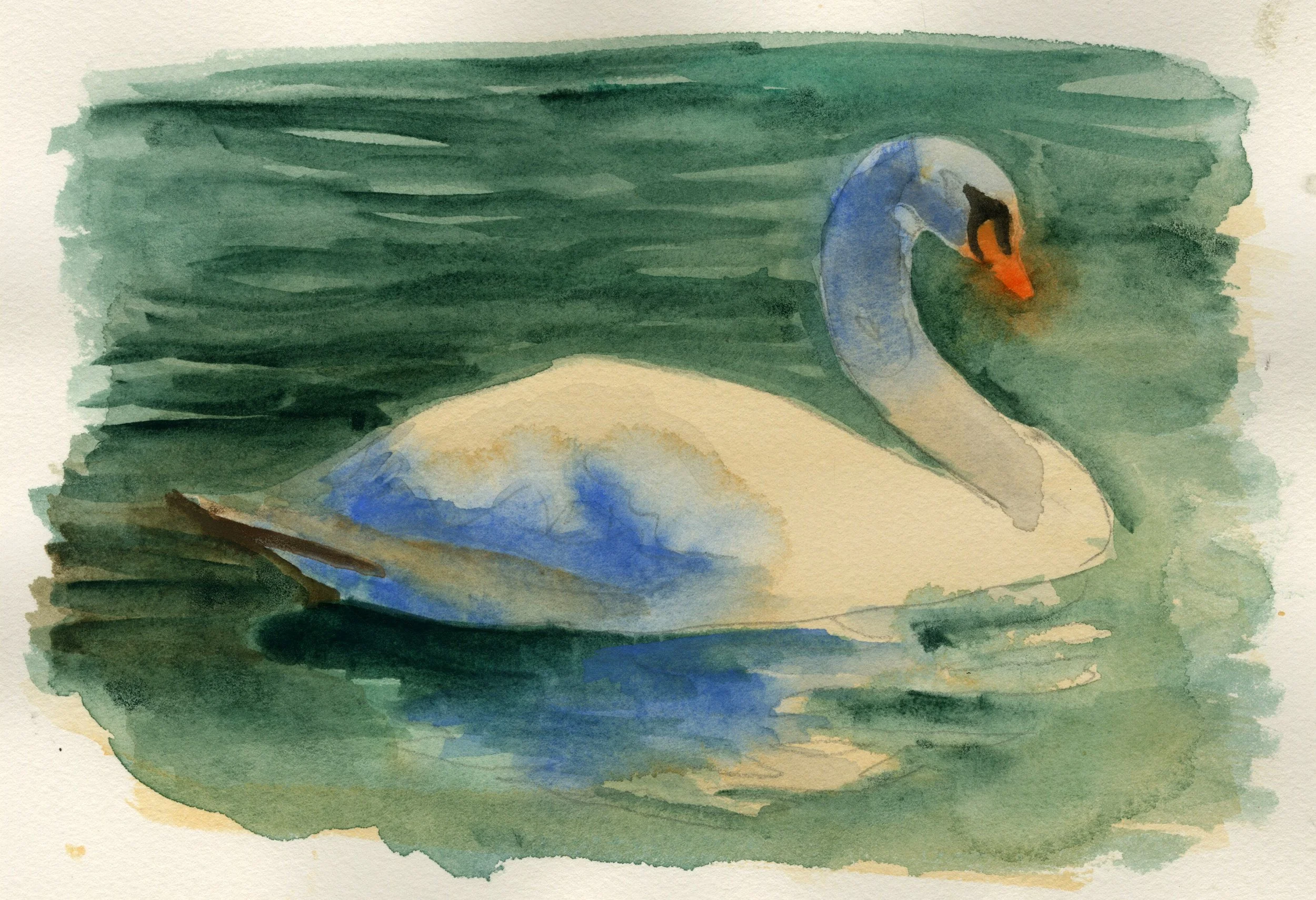 Watercolor painting of a white swan swimming in a green pond.