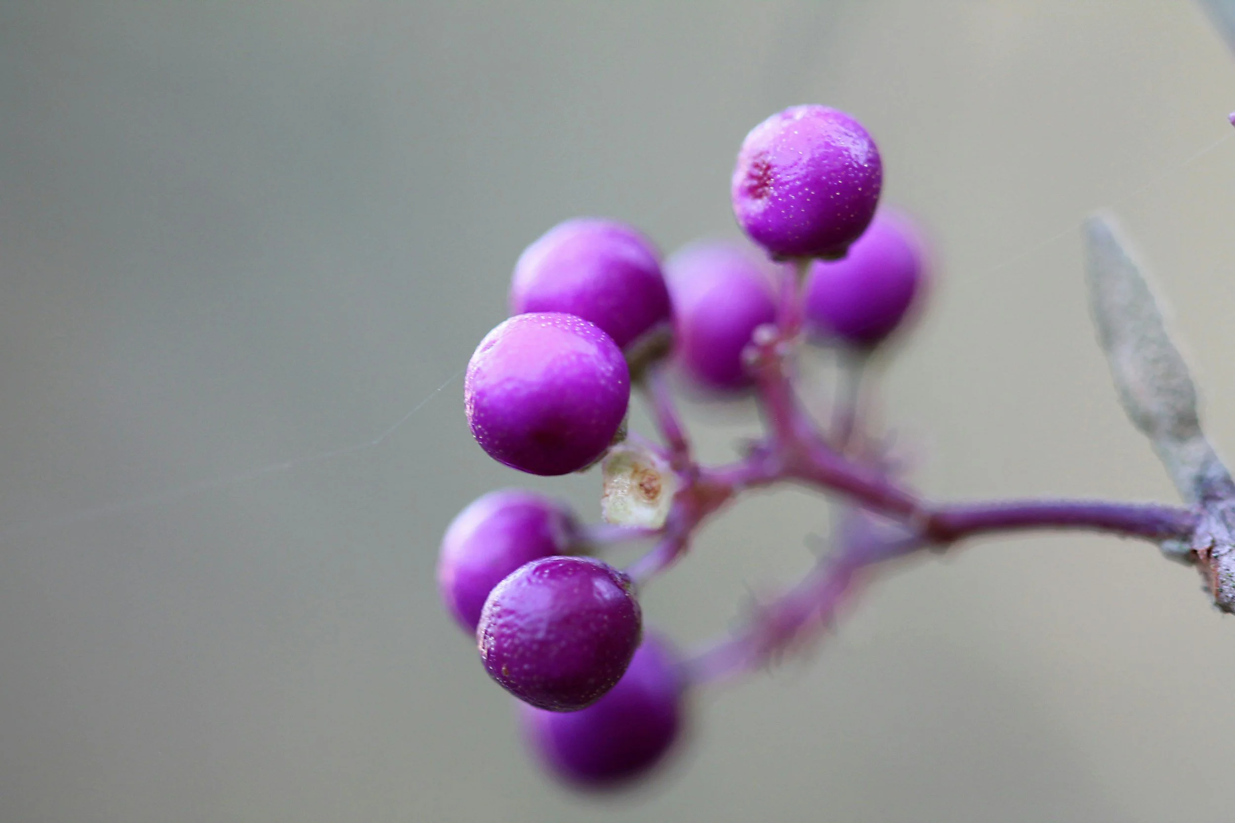 Wild berries and fruits