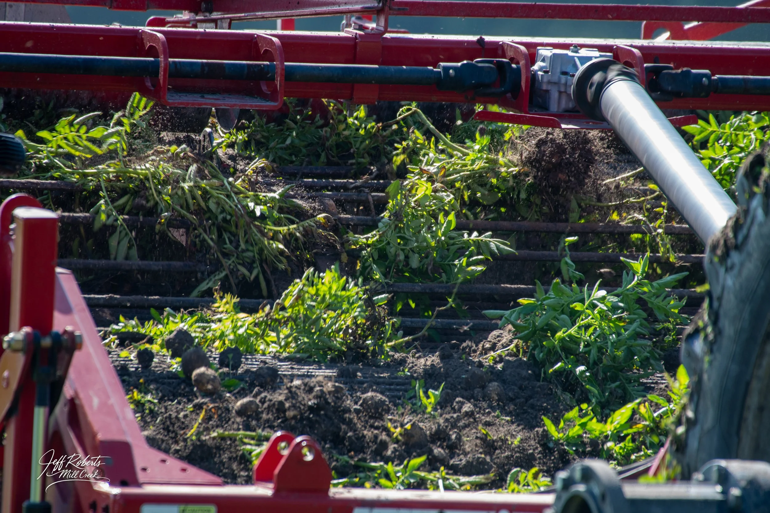 Pamlico Farming-6-19-export-9.jpg