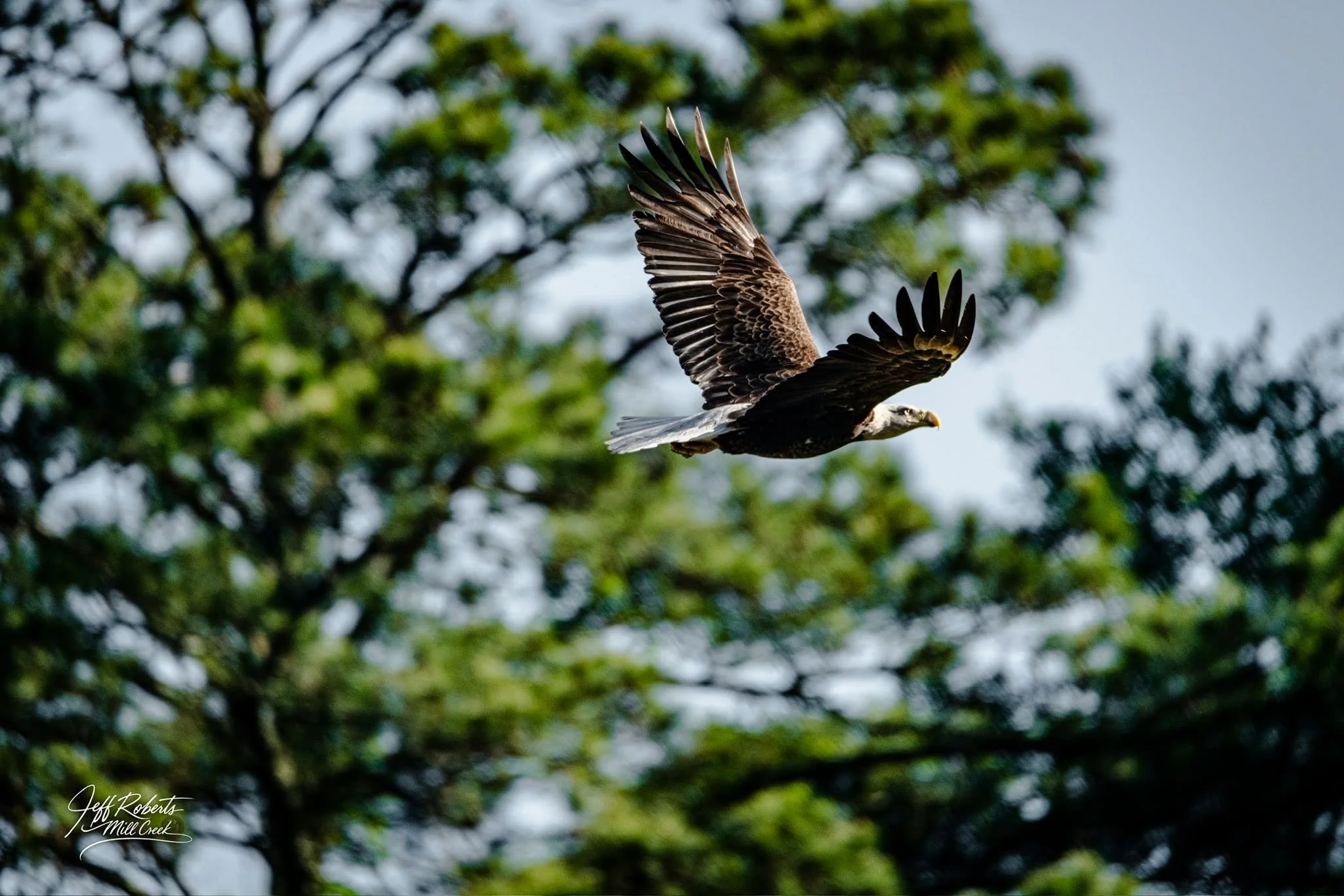 The Eagle