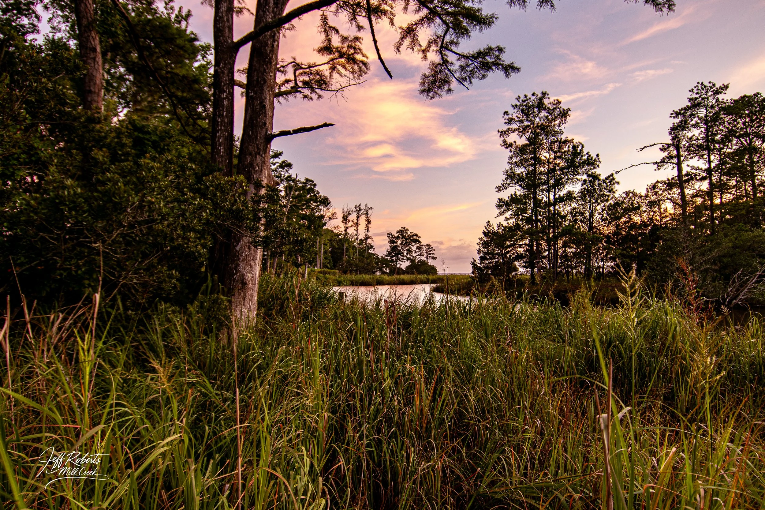 Sunset over a marsh with tall grass, trees, and a cloudy sky.