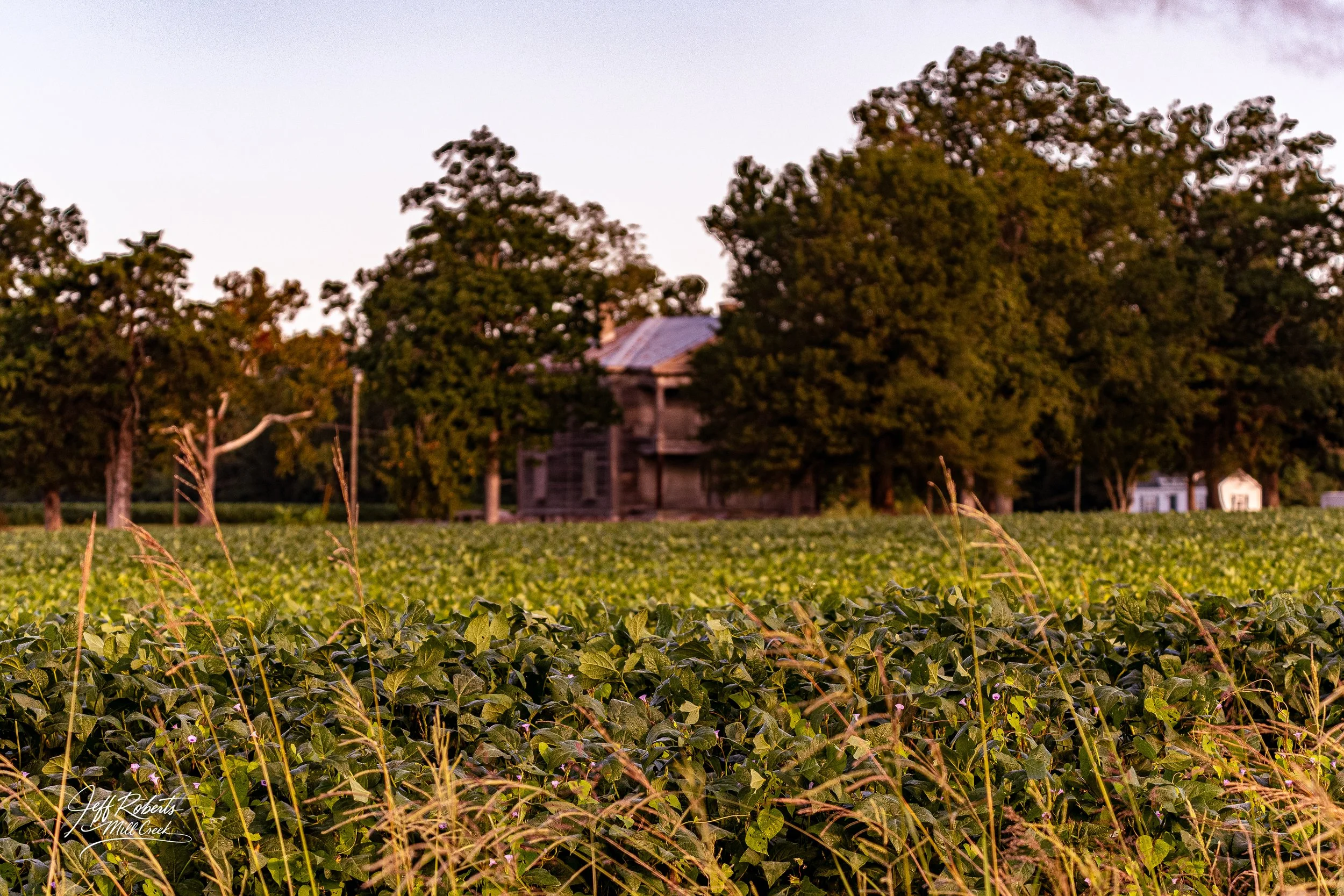 A rural scene with a large field of green crops in the foreground, an old wooden house behind the field, surrounded by tall trees, under a sky at sunset.