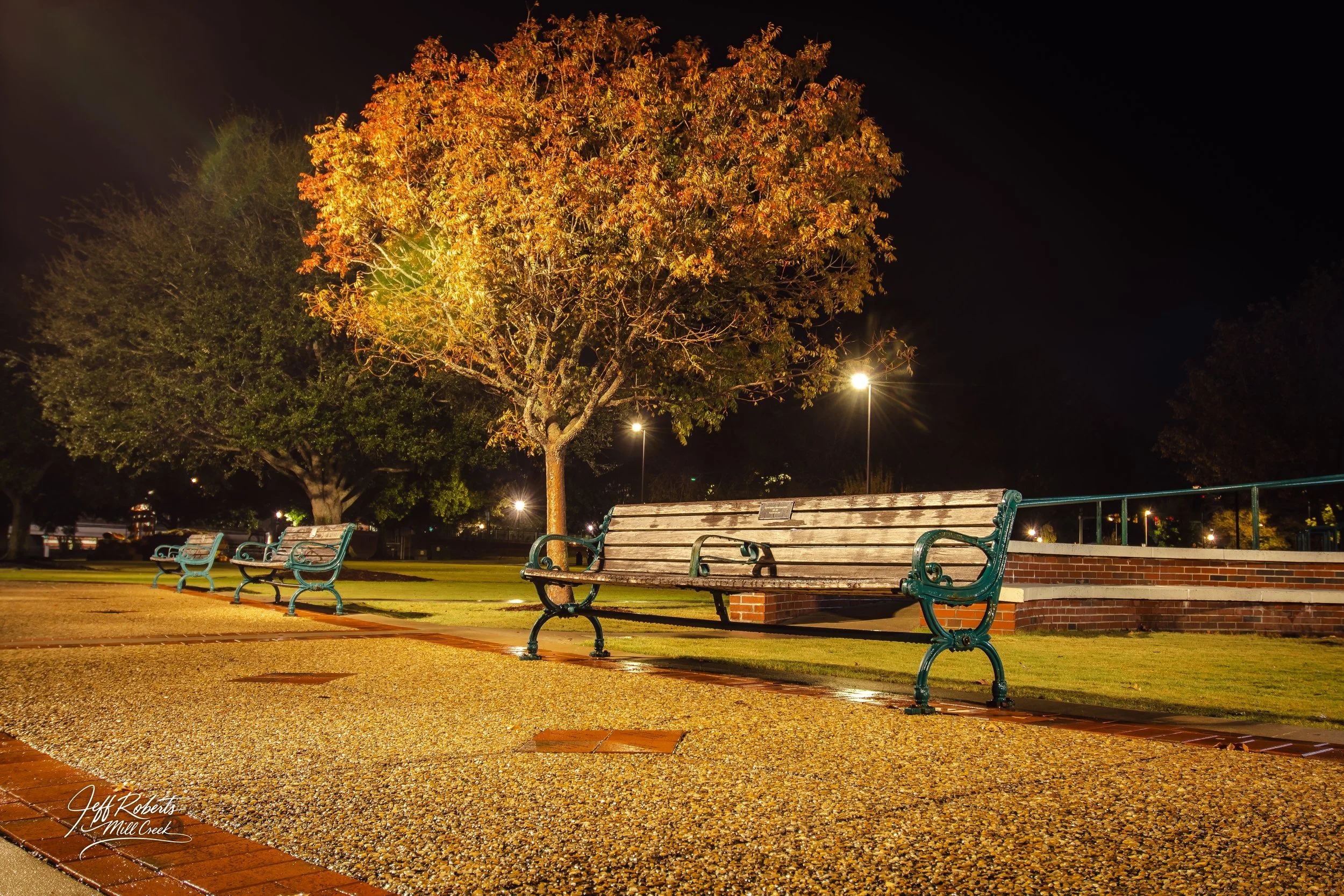 Empty park benches near a tree illuminated by streetlights at night.