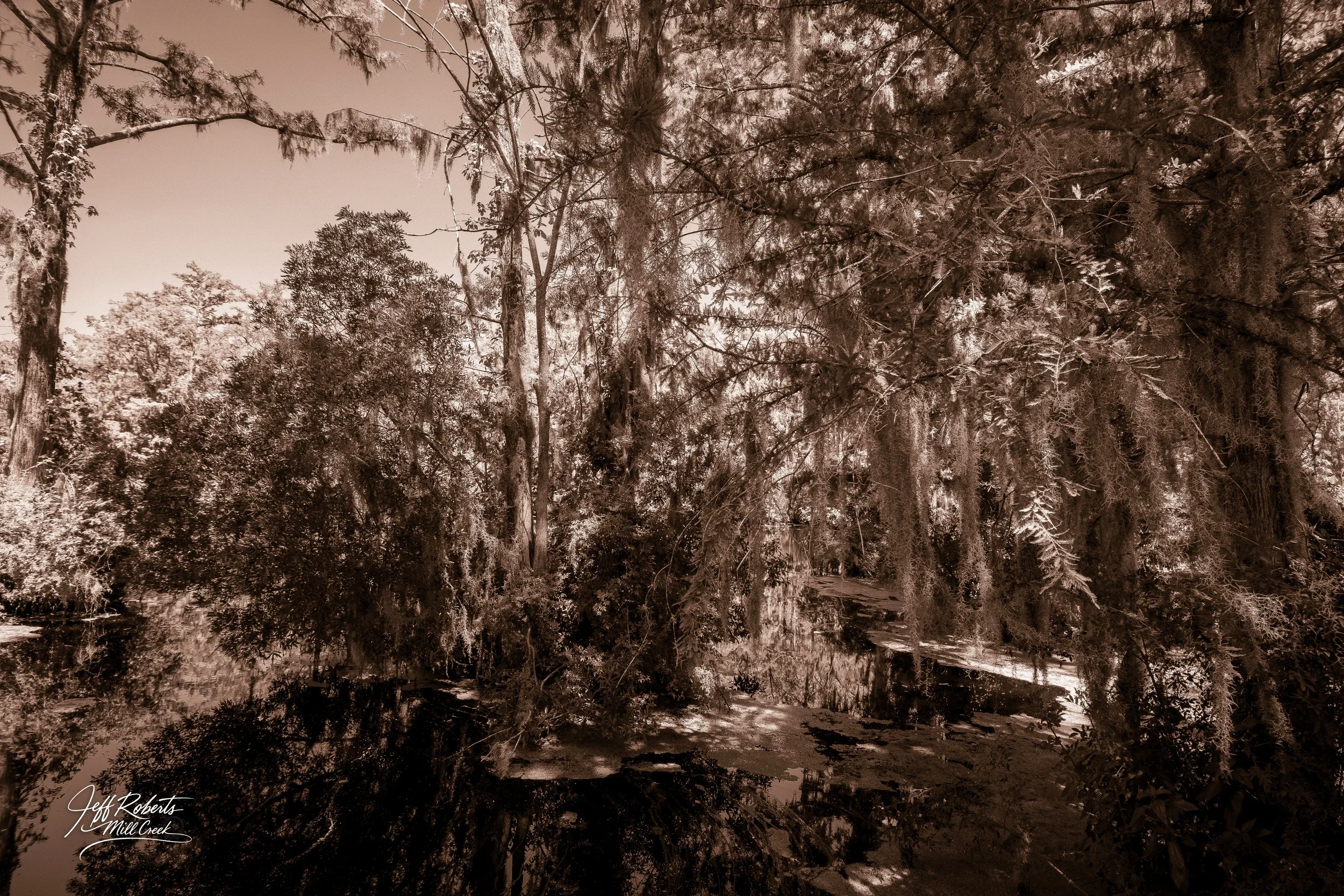 Nighttime scene of a wooded area with tall trees and Spanish moss hanging from the branches, and a body of water reflecting the trees and sky.