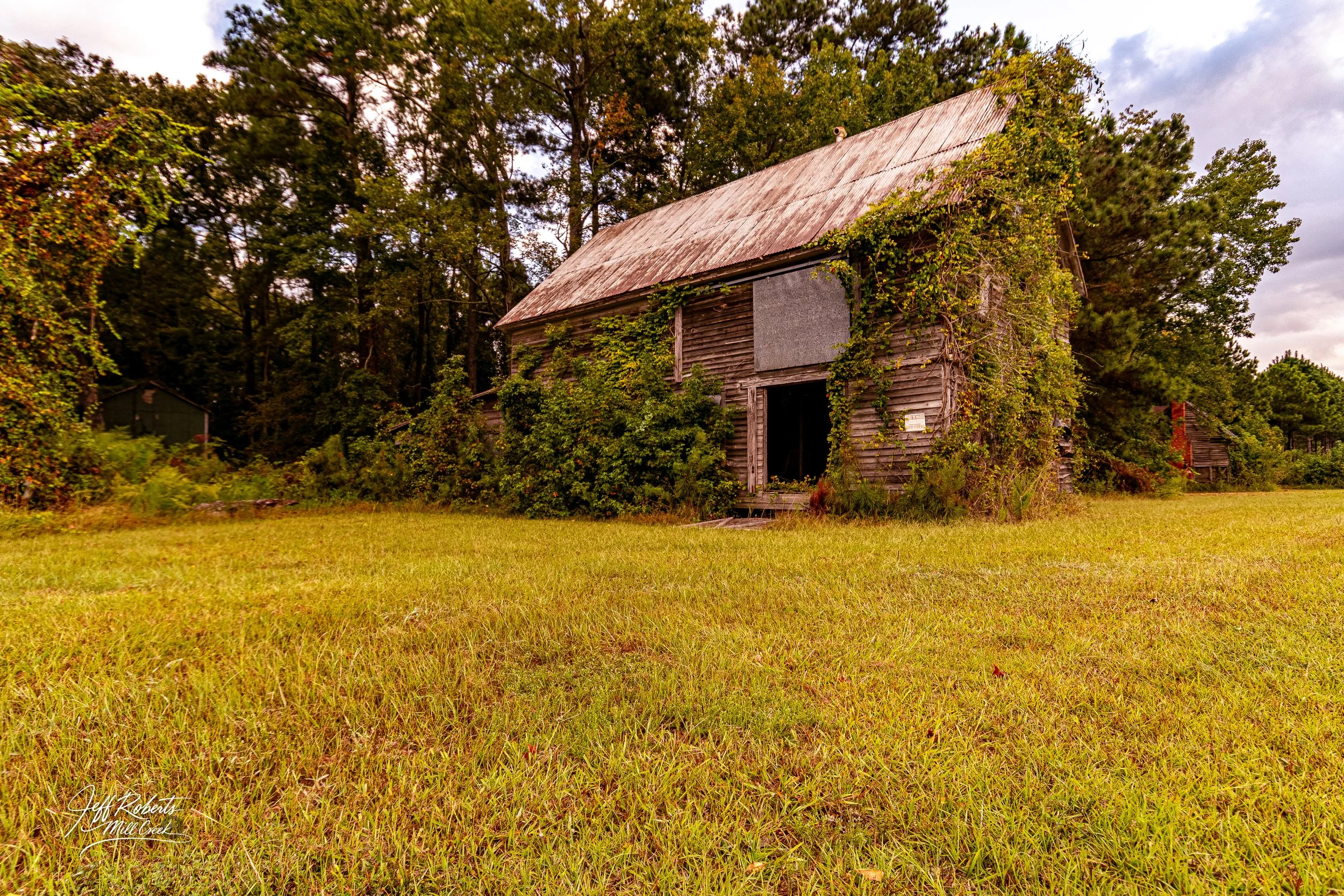 An abandoned wooden barn with overgrown vines on the walls and a rusted metal roof, surrounded by trees and grass.