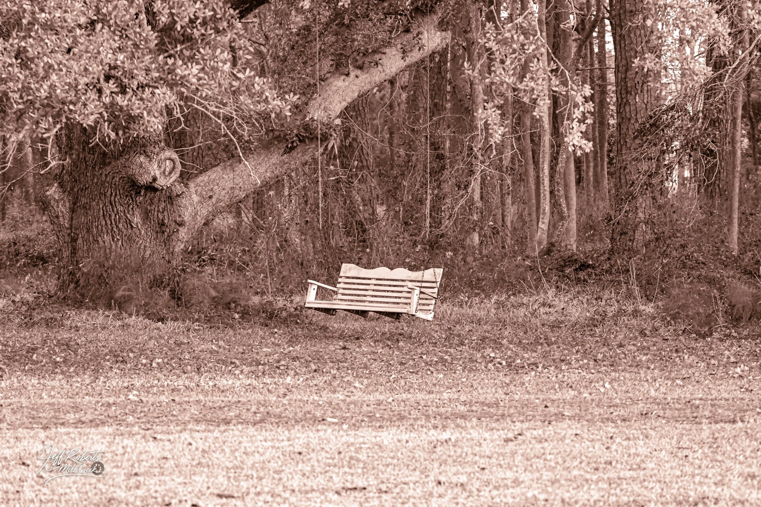 A wooden swing hanging from a large tree in a forest clearing, surrounded by trees and foliage, with a grassy ground.