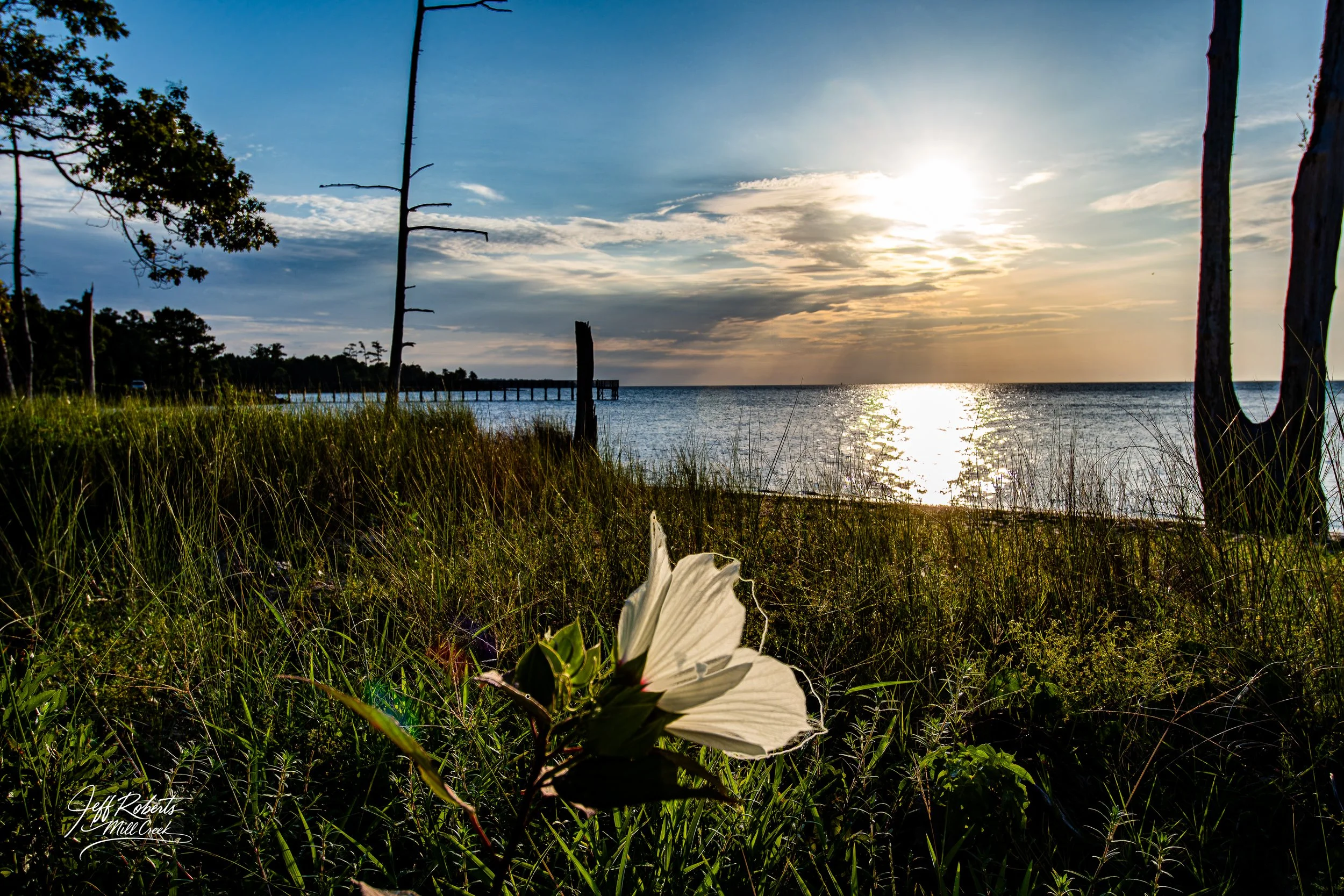 A scenic view of a sunset over a body of water, with grassy foreground, trees, a wooden pier, and a white flower in the grass.