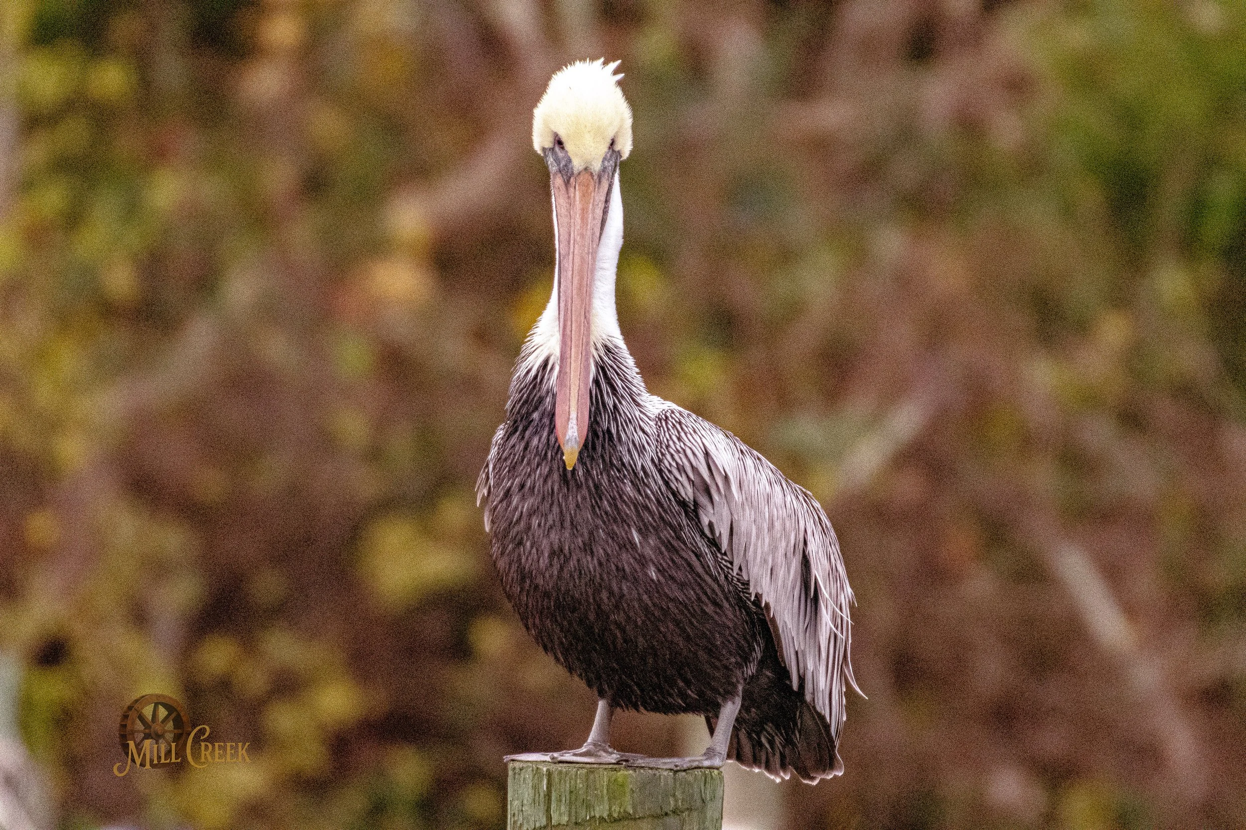 MCP-2026-Sneads Ferry-Invasion-28.jpg
