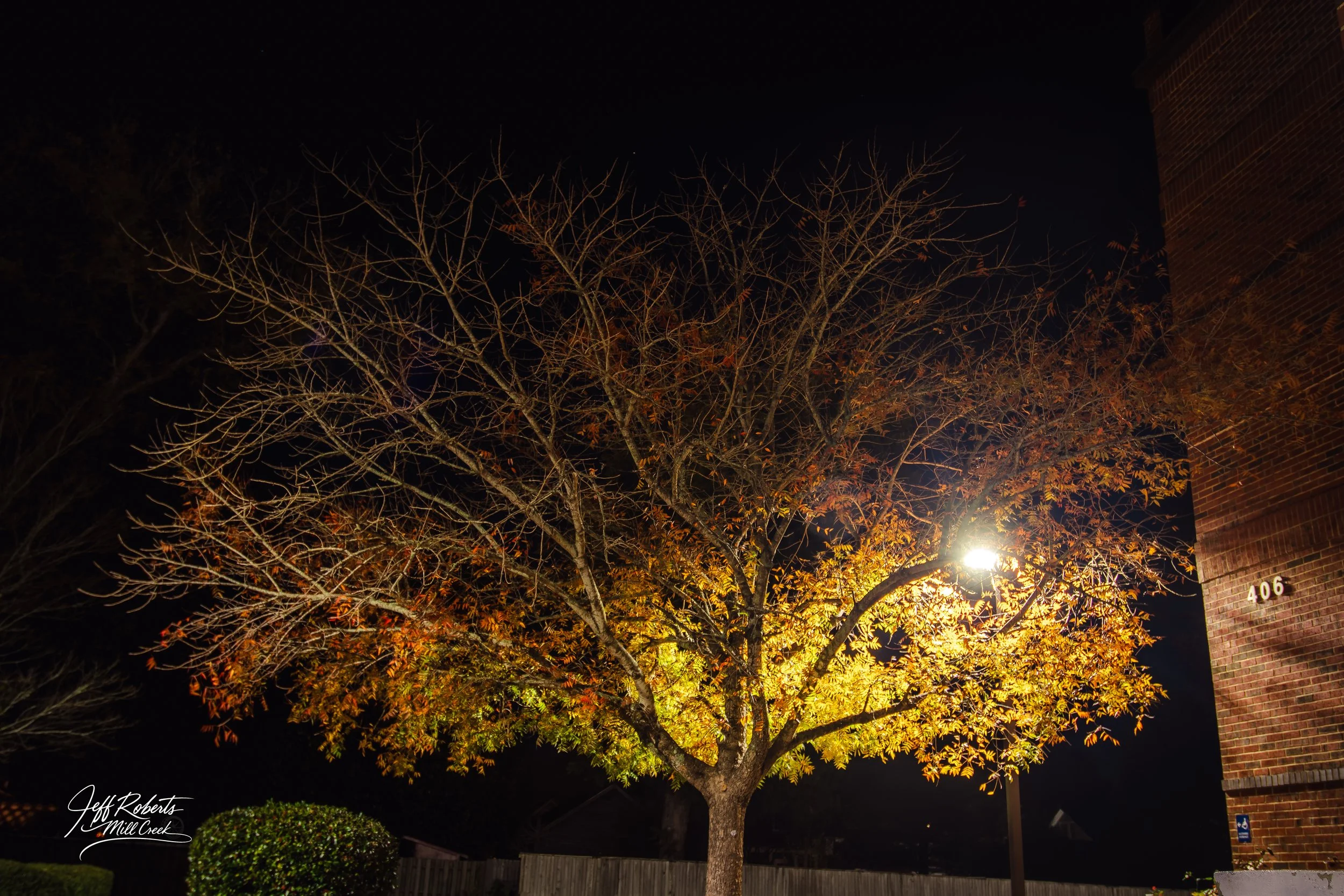 A tree with orange and yellow leaves illuminated by a streetlamp at night, with a brick building on the right and a wooden fence in the background.