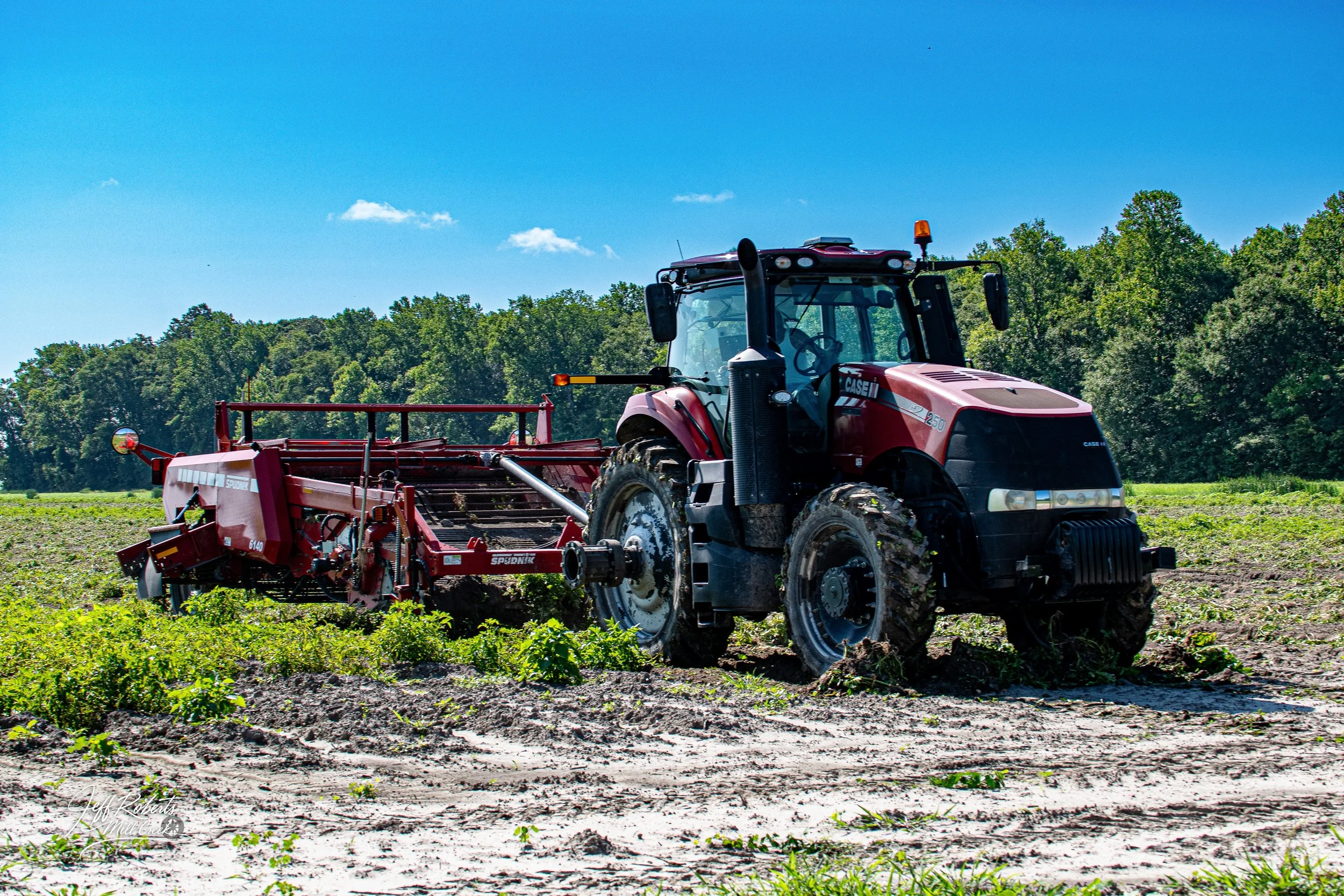 Pamlico Farming-6-19-export-13.jpg