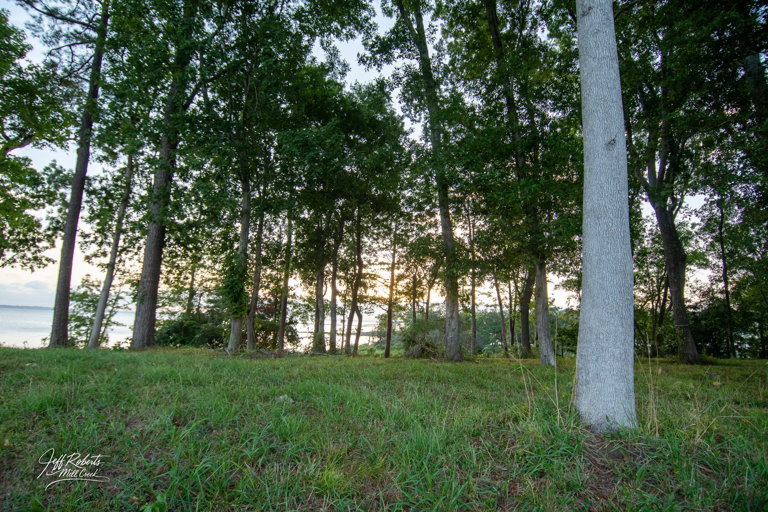 A grassy area with tall trees near a body of water at sunset.