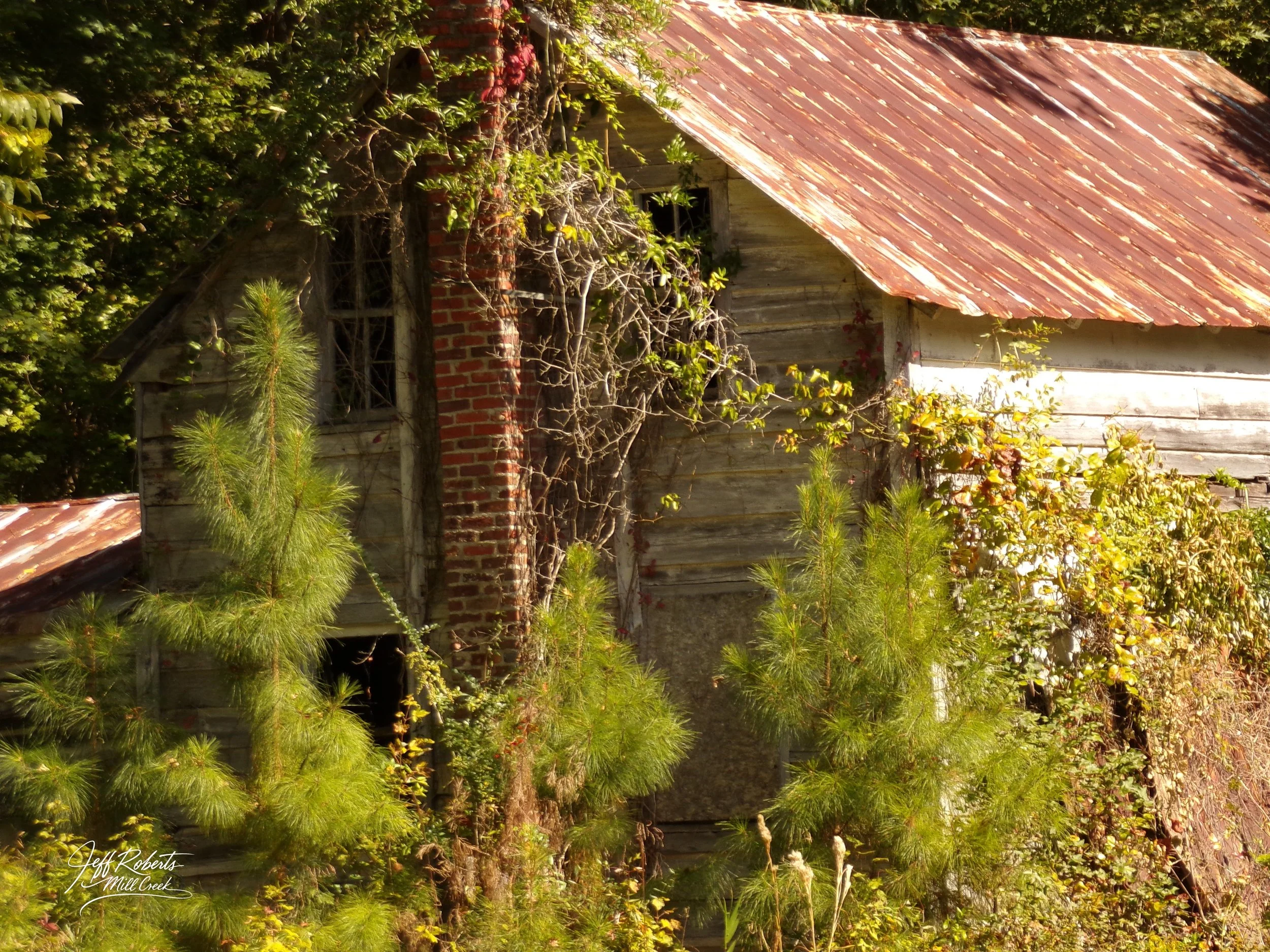 An old, weathered wooden house with a rusted metal roof, surrounded by overgrown green plants, vines, and small trees.