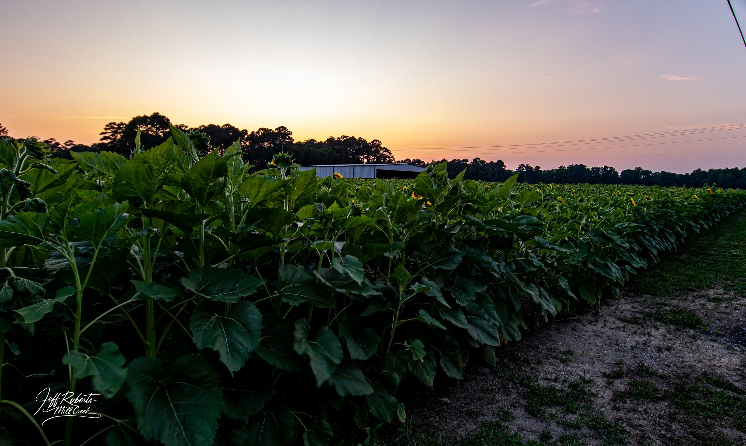 Sunset over a field of green sunflowers with a small building in the distance, trees on the horizon, and power lines in the sky.
