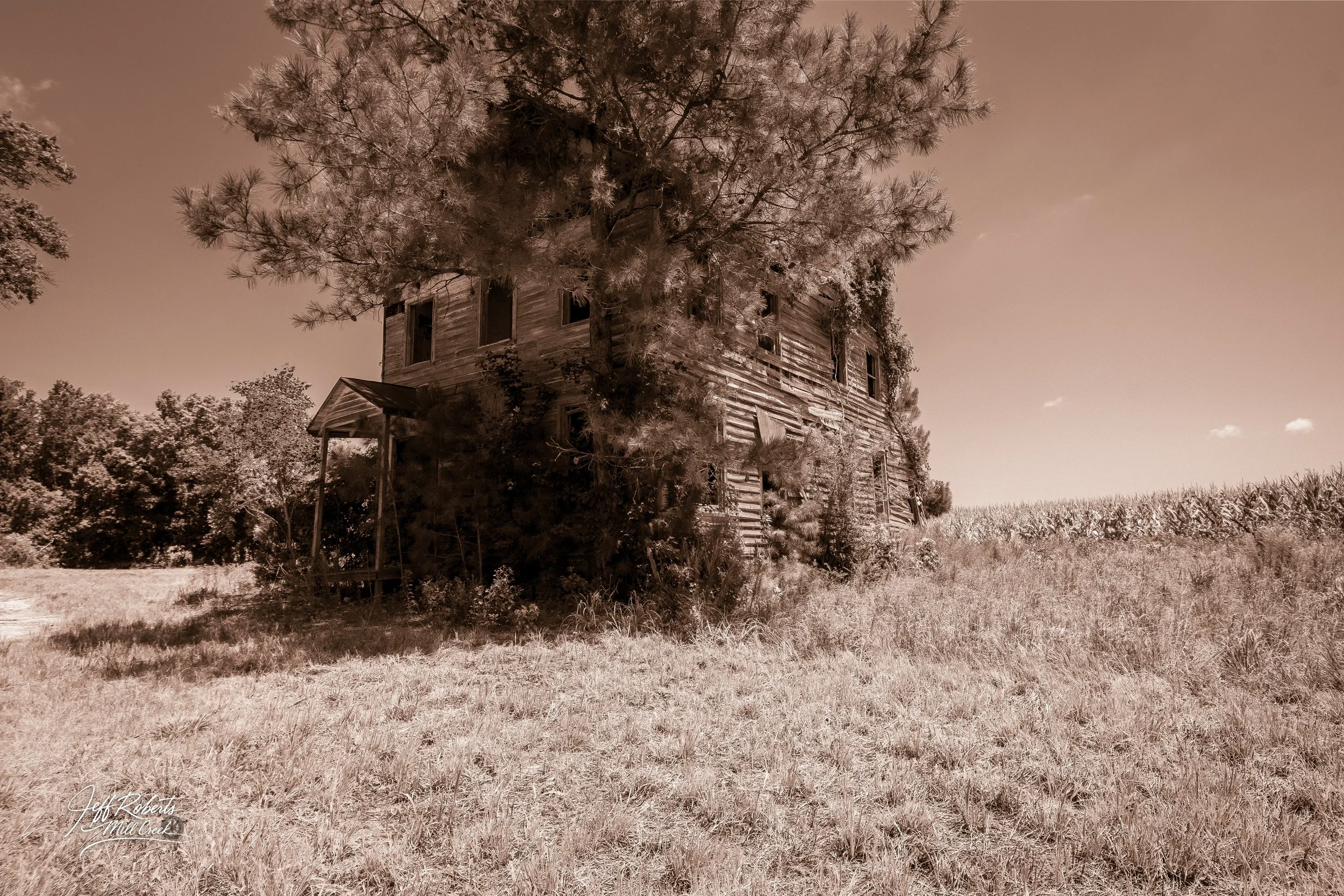 An old, abandoned wooden house overgrown with trees and weeds in a field, with a clear sky in the background.
