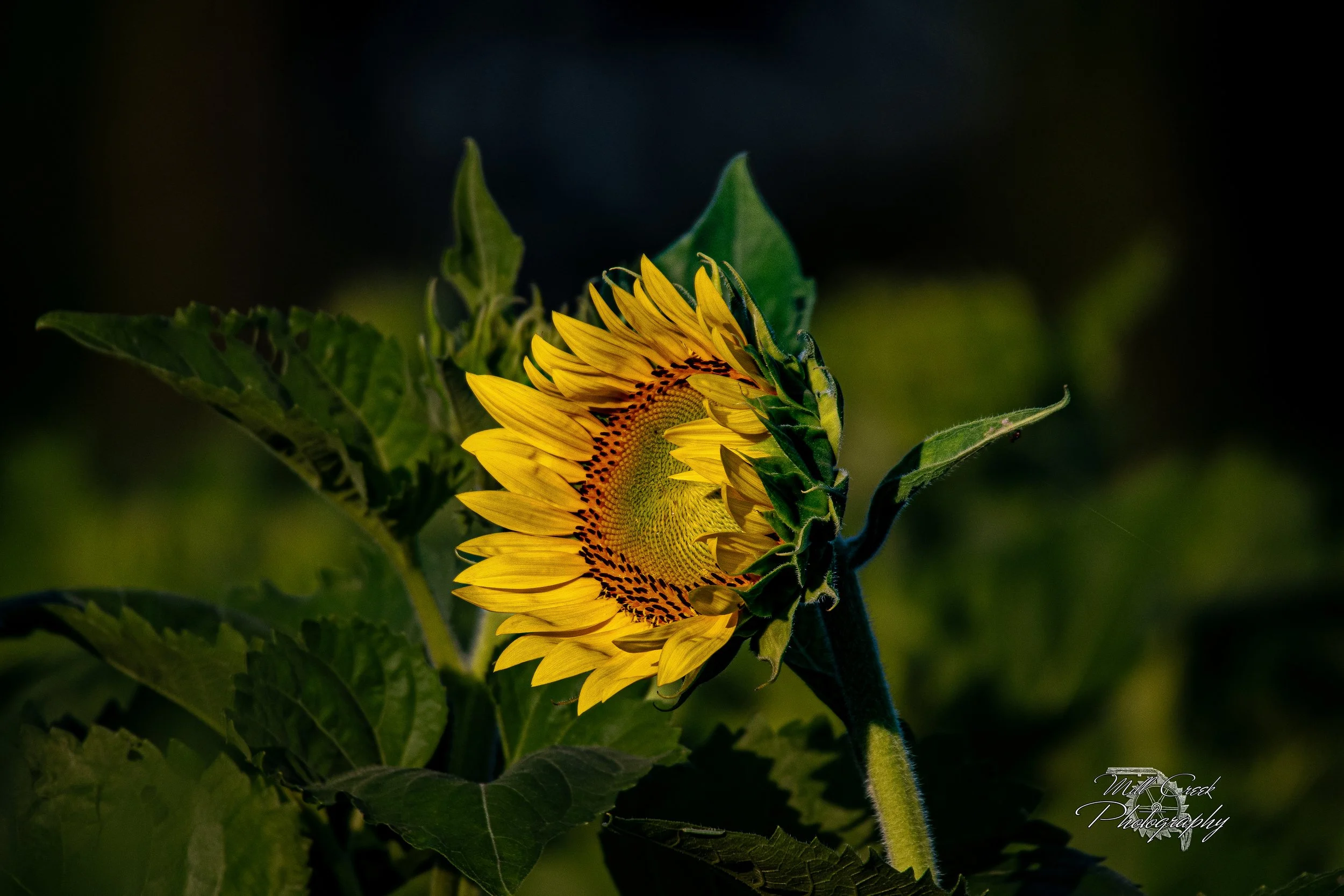 “Emerging Light”
A sunflower begins to turn toward the sun, its golden petals unfolding with quiet strength. Bathed in warm light, it stands as a symbol of resilience and the promise of new beginnings.