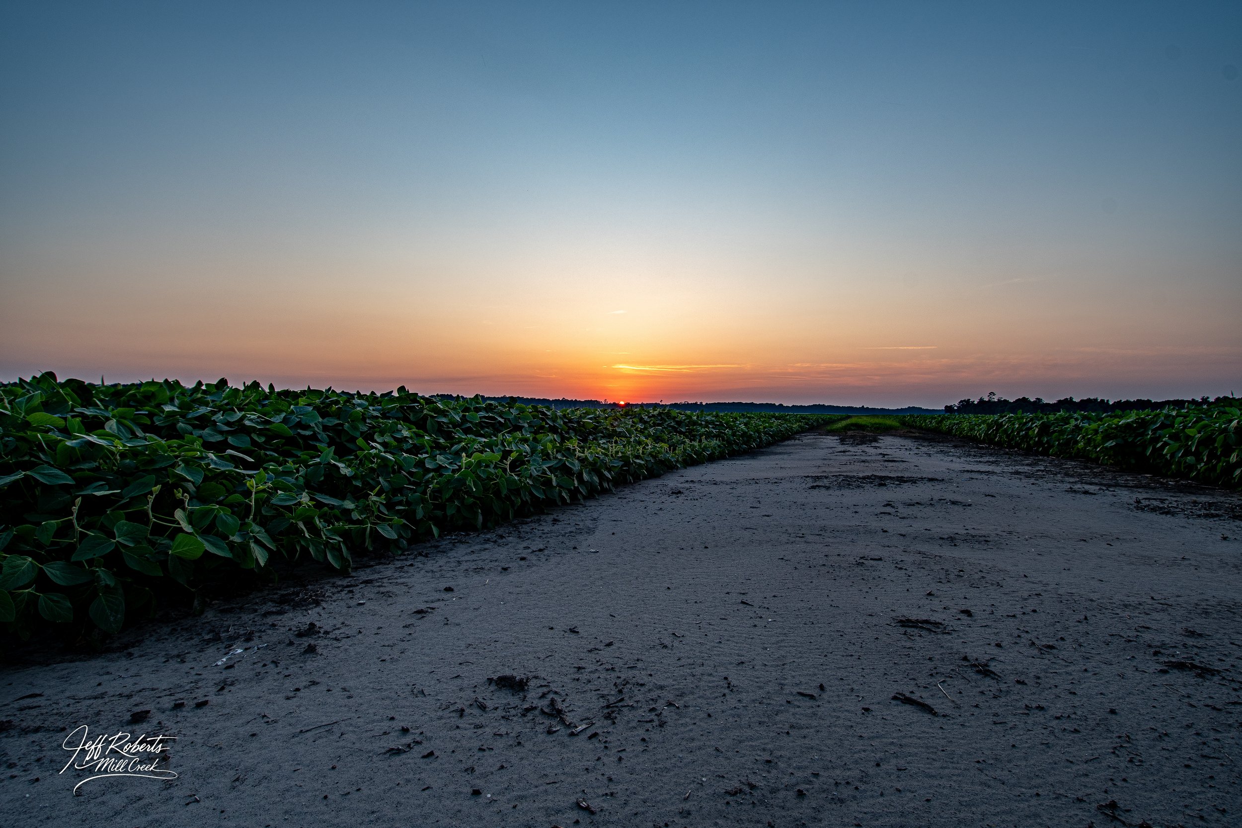 A dirt road leading through an agricultural field at sunset, with green crops on either side and a colorful sky.