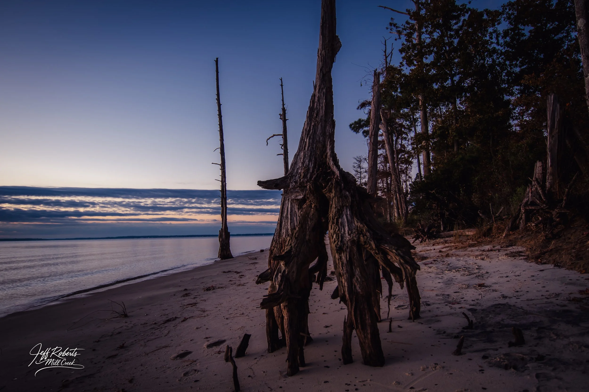 A beach at dusk with large weathered driftwood and trees along the shoreline, calm water, and a cloudy sky.