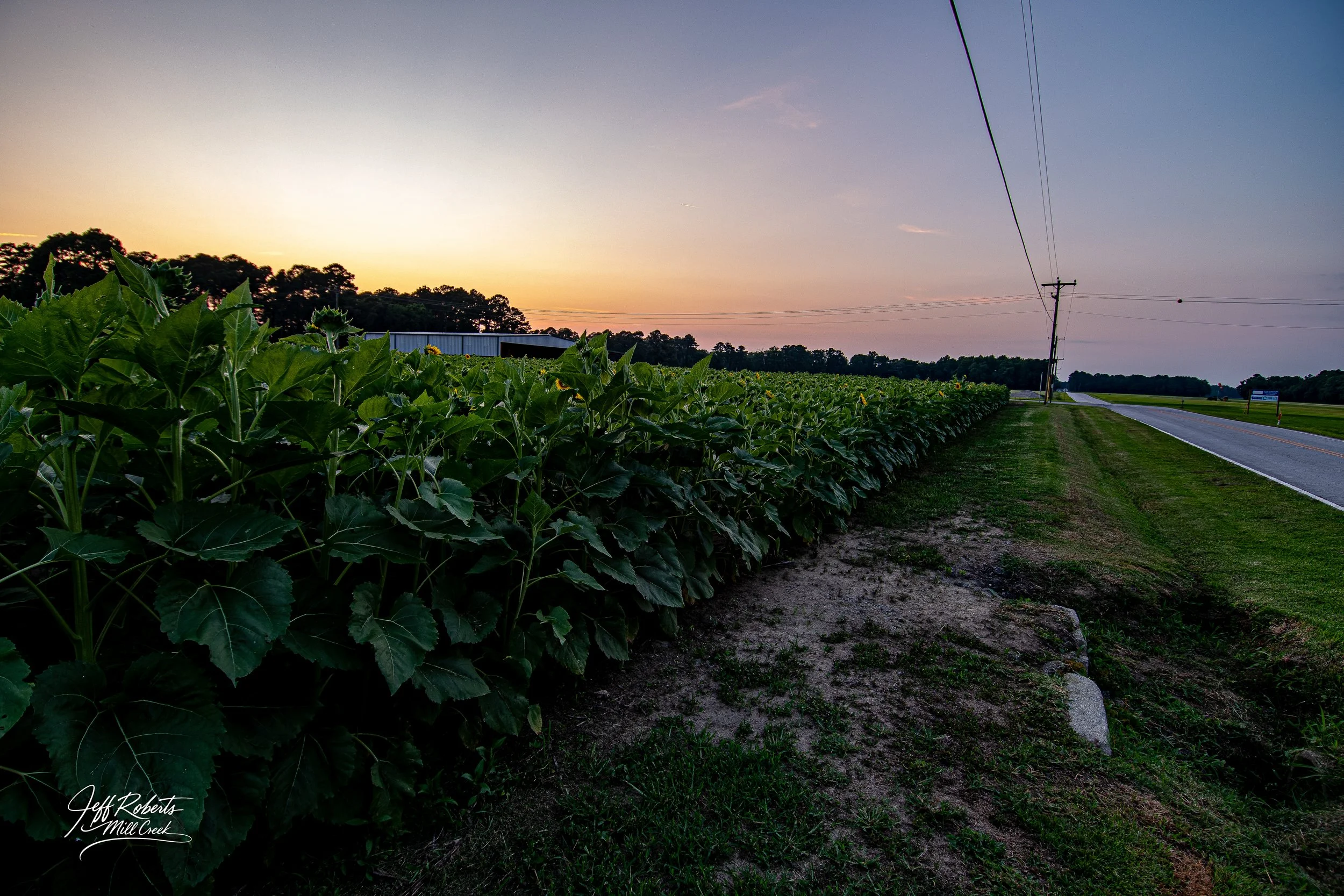 Sunset over a green farm field with sunflowers, next to a straight paved road with a grassy shoulder, utility poles, and a blue sky.