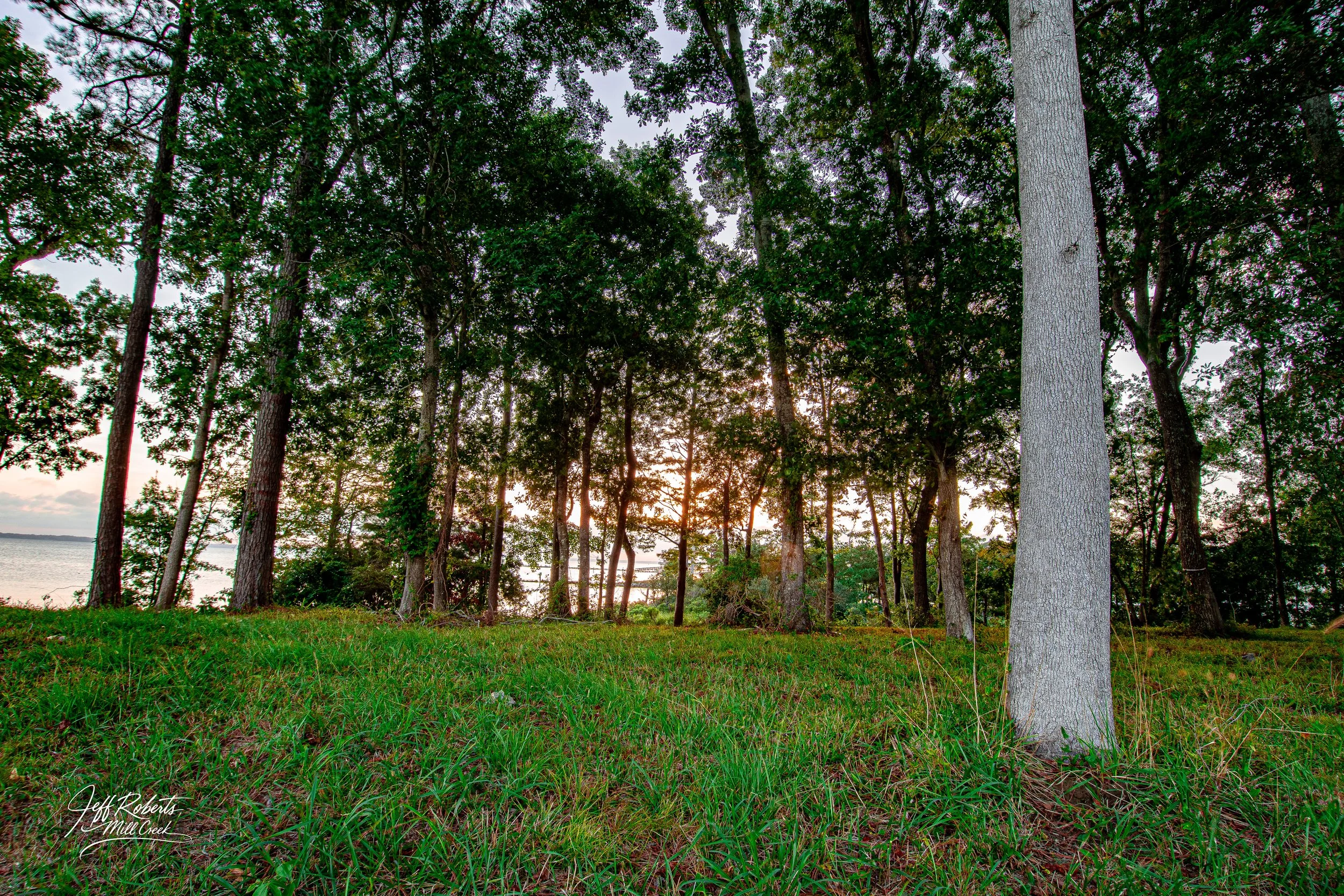 Sunset view through a dense forest with tall trees and green grass in the foreground.
