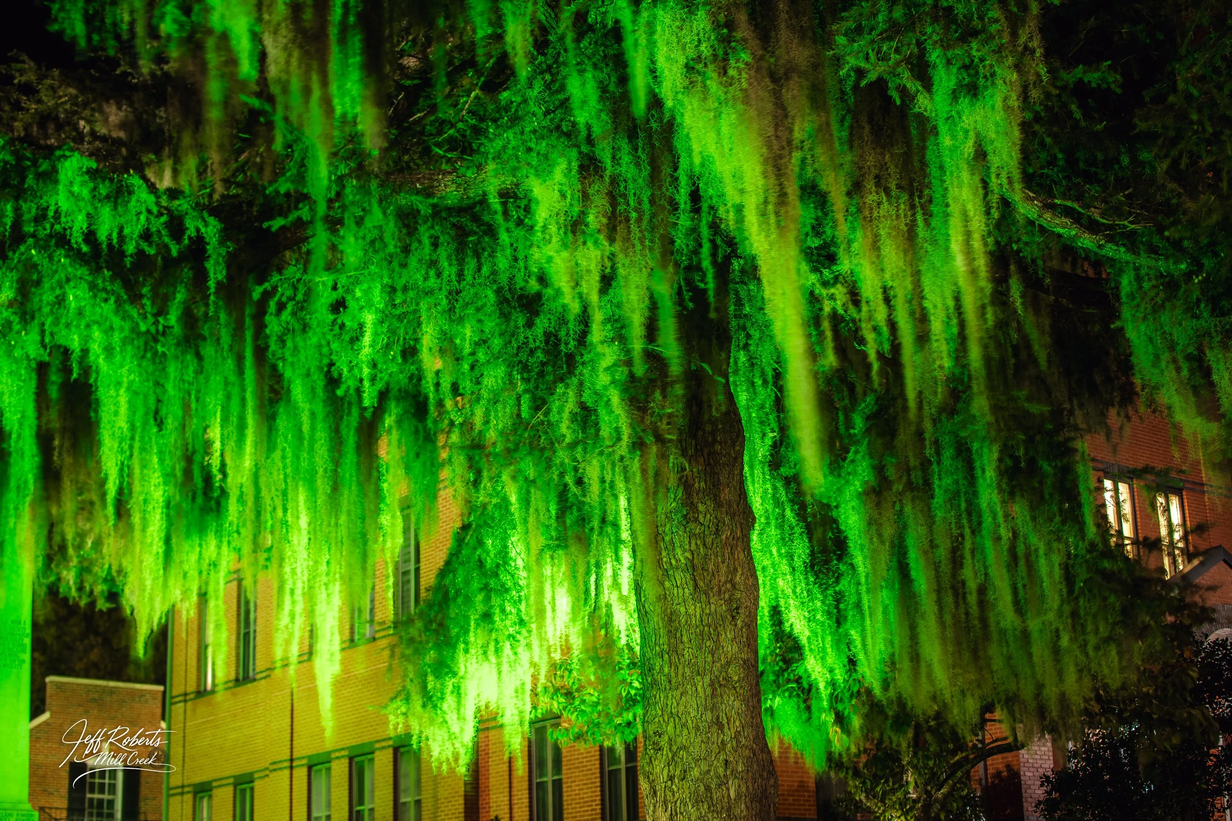 A large tree illuminated with green lights at night, with hanging moss and a brick building with lit windows in the background.