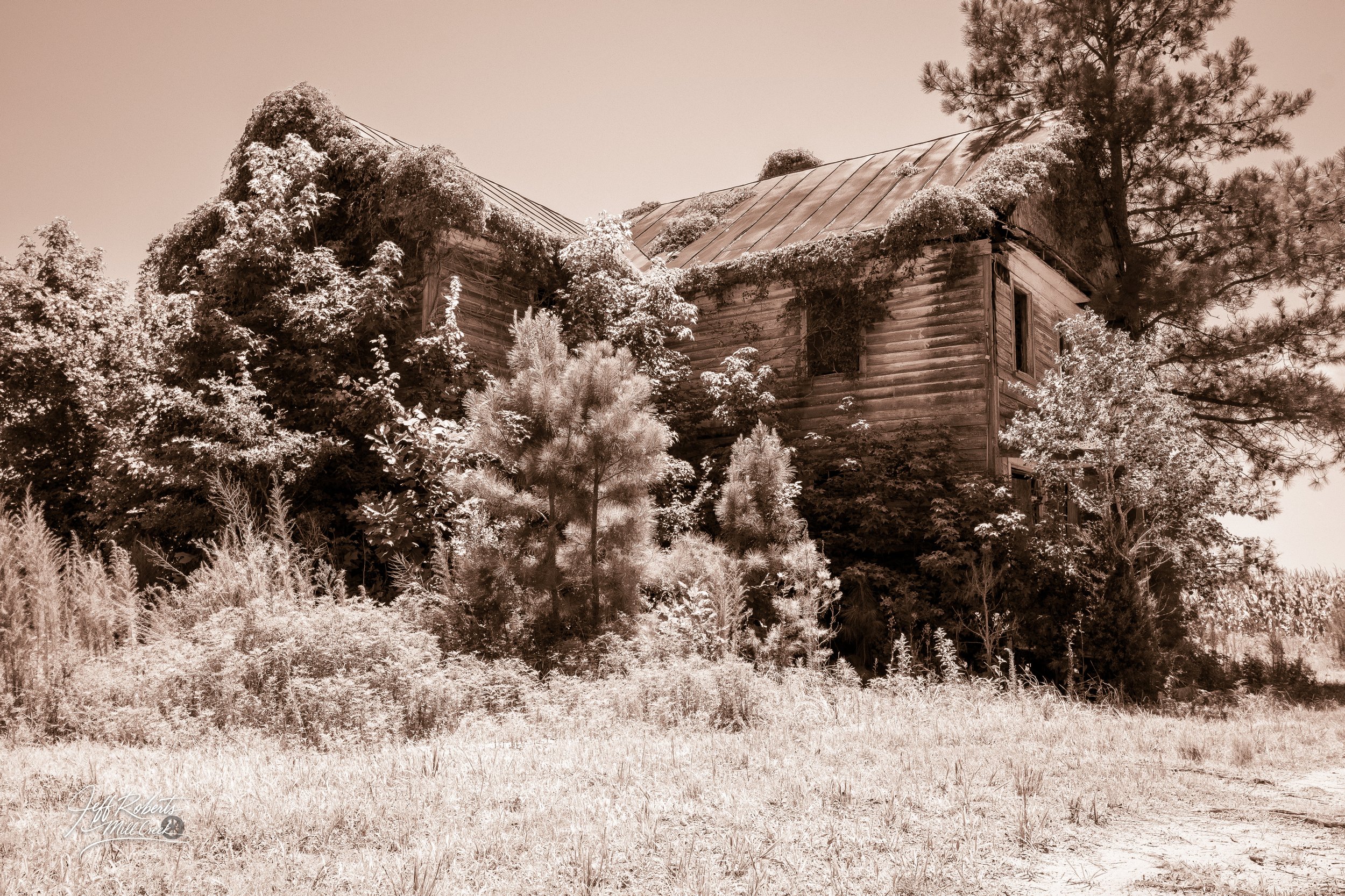 An old wooden house overgrown with trees and bushes, with a metal roof and partially obscured windows, set in a grassy field.