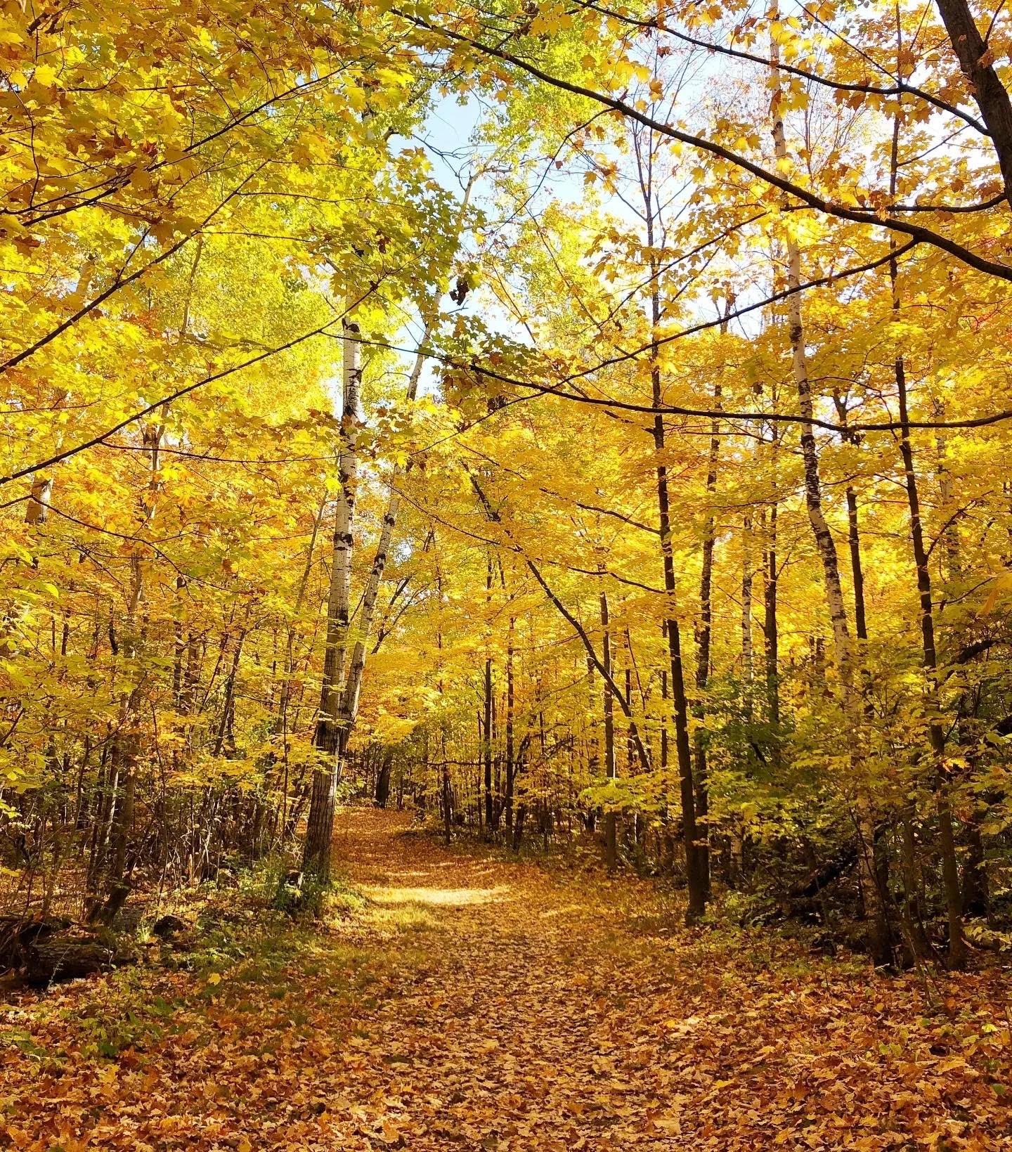 A dirt forest path surrounded by trees with autumn yellow and orange leaves.