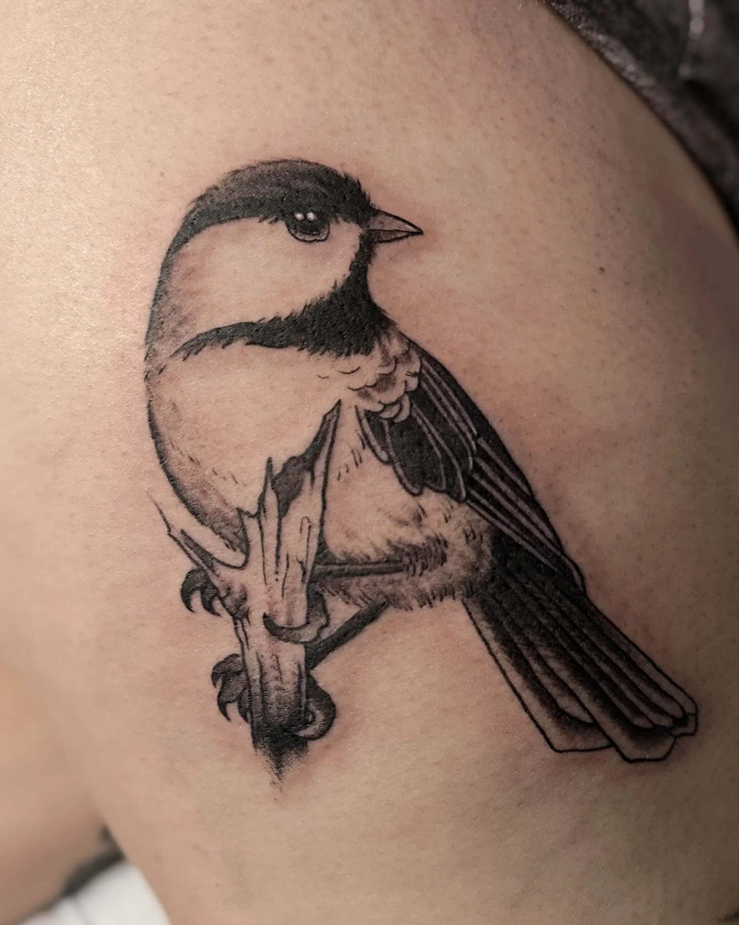 Got to do this chickadee the other day for @kohara18 Thanks again for making the trip up!
.
#tattoonewhampshire #nhtattoo #emalla #emallacartridges #blackandgraytattoos #blackandgrayallday #blackandgray #chickadee