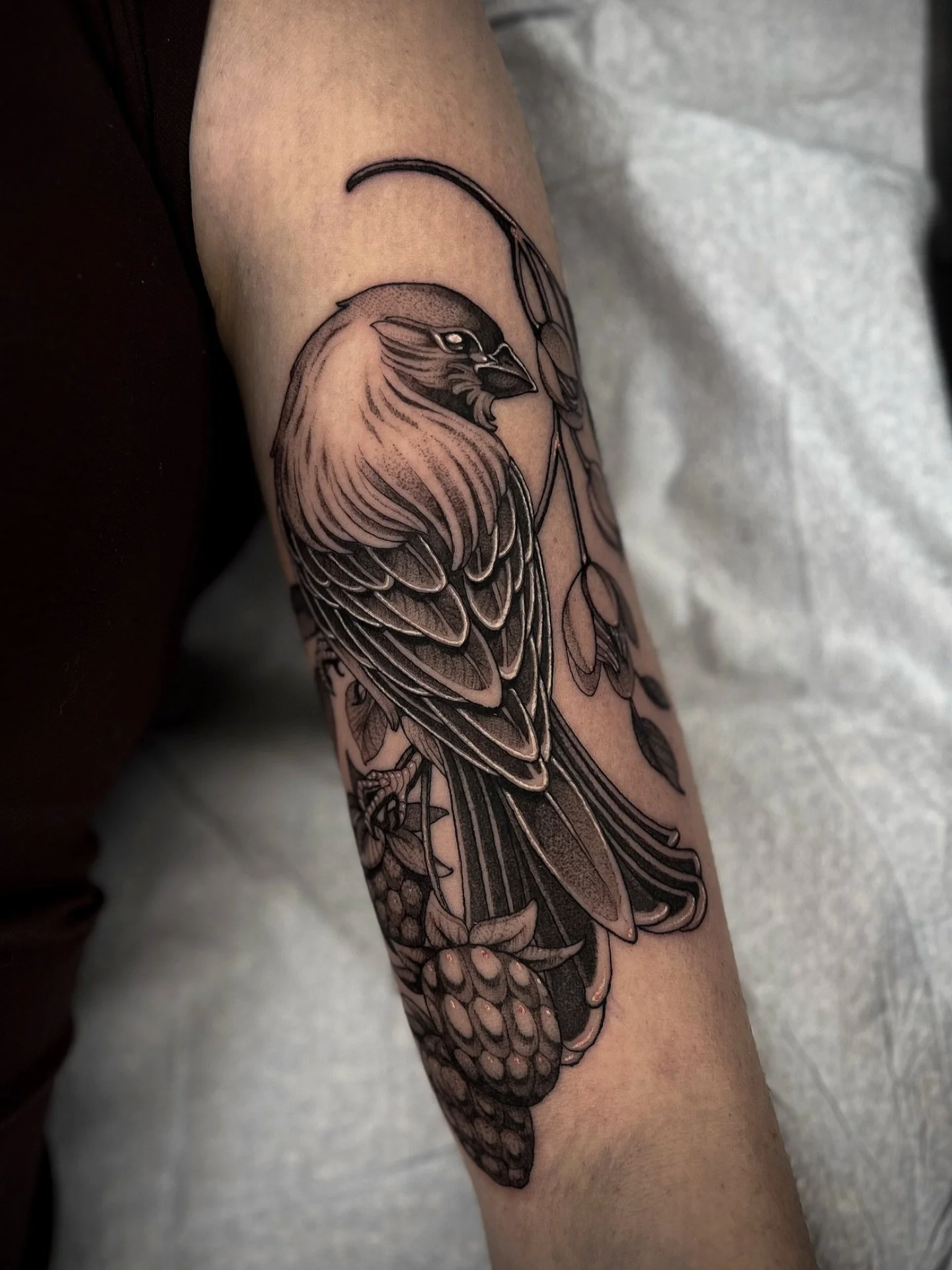 House finch for @rebe_marie_23 ! Thank you for the trust as always 🙏🏻 🥺
.
.
.
.
.
#birdtattoo #finchtattoo #blackworktattoo #dovernh #nhtattoo