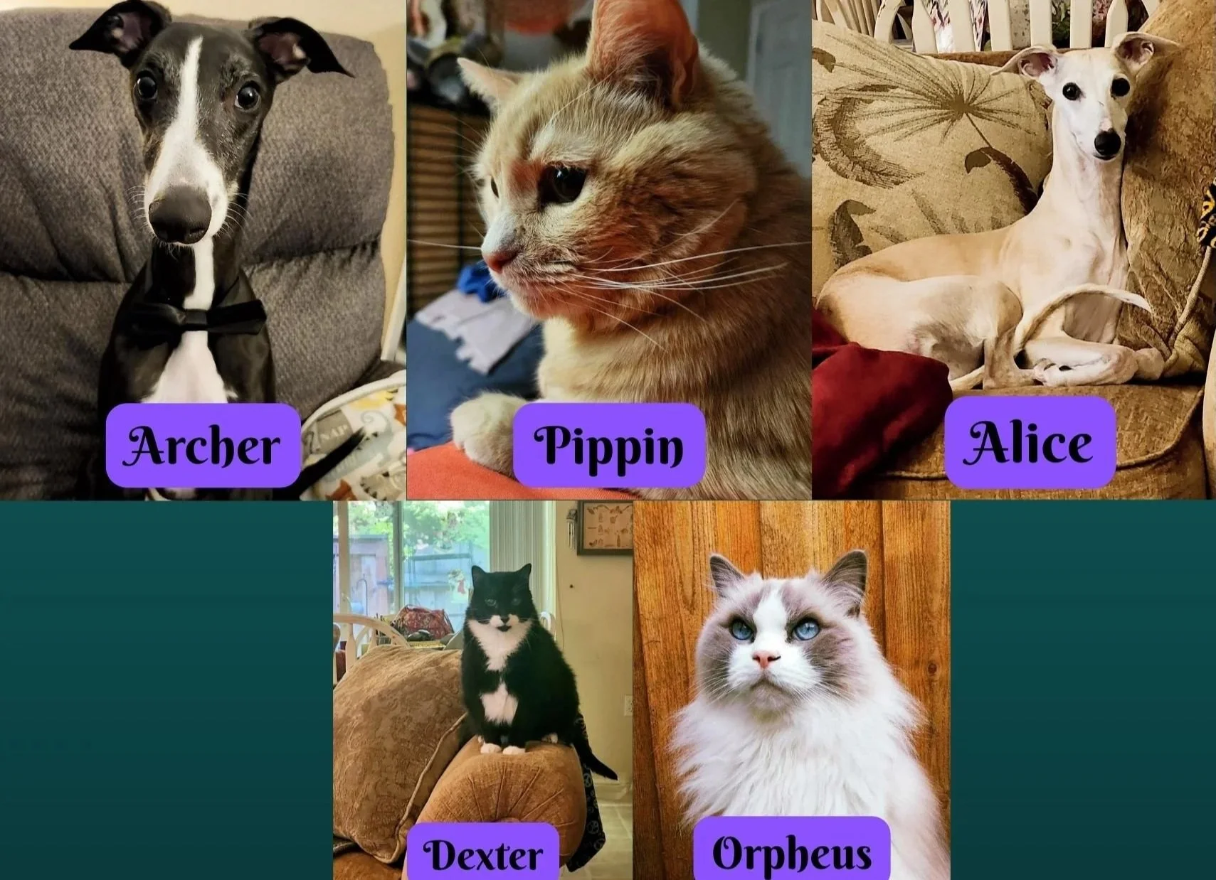 Collage of six photos featuring different pets: a fluffy white and gray cat with blue eyes, a cream-colored dog with a slender build on a couch, a black and white dog with a black bow tie, an orange tabby cat with a side profile, a black cat with green eyes lying in a gray cat bed, and a black and white dog with a person holding its leash on a patterned rug.