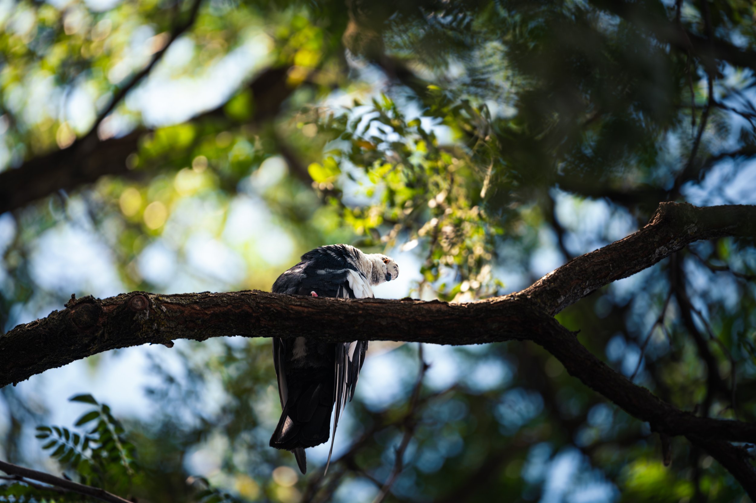 A bird perched on a tree branch in a Toronto forest, with green leaves and sunlight filtering through the canopy.