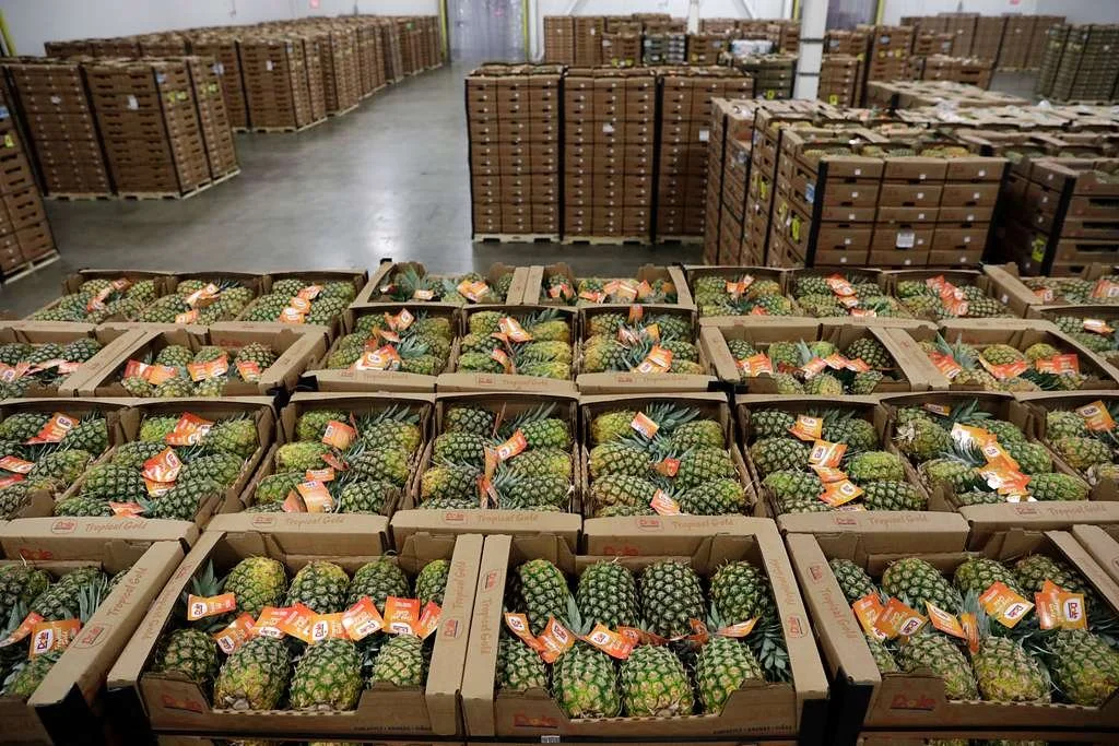 pallets-loaded-with-thousands-of-pineapples-await-e77398-1024.jpg