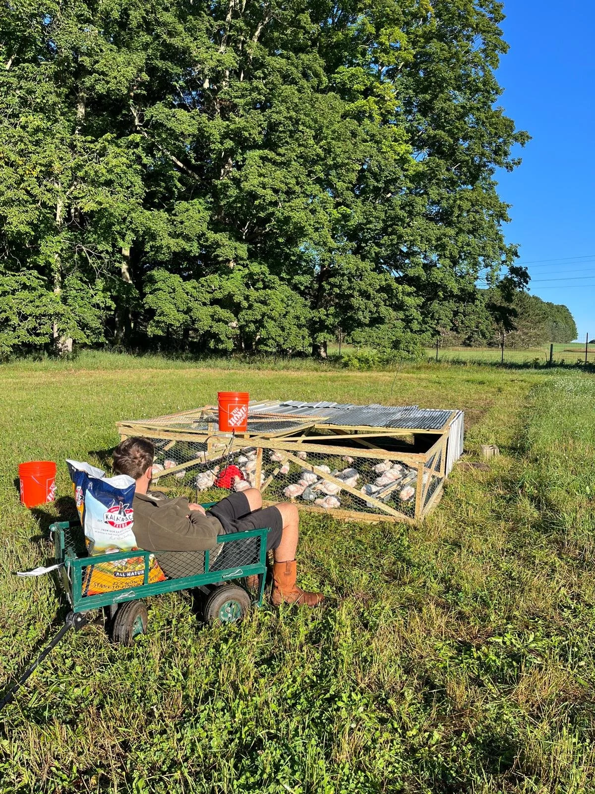 Richard sitting in a wagon in a grassy field, feeding chickens from a wire enclosure. There are two orange buckets nearby, and the setting is outdoors with large trees and a bright blue sky.