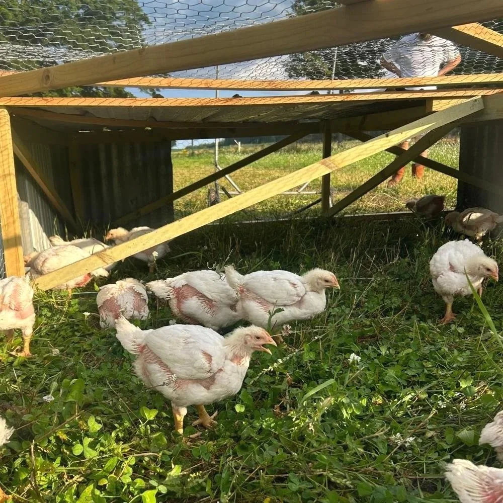Young chickens inside a homemade coop with a wooden frame and wire mesh, standing on grass and greenery outside.