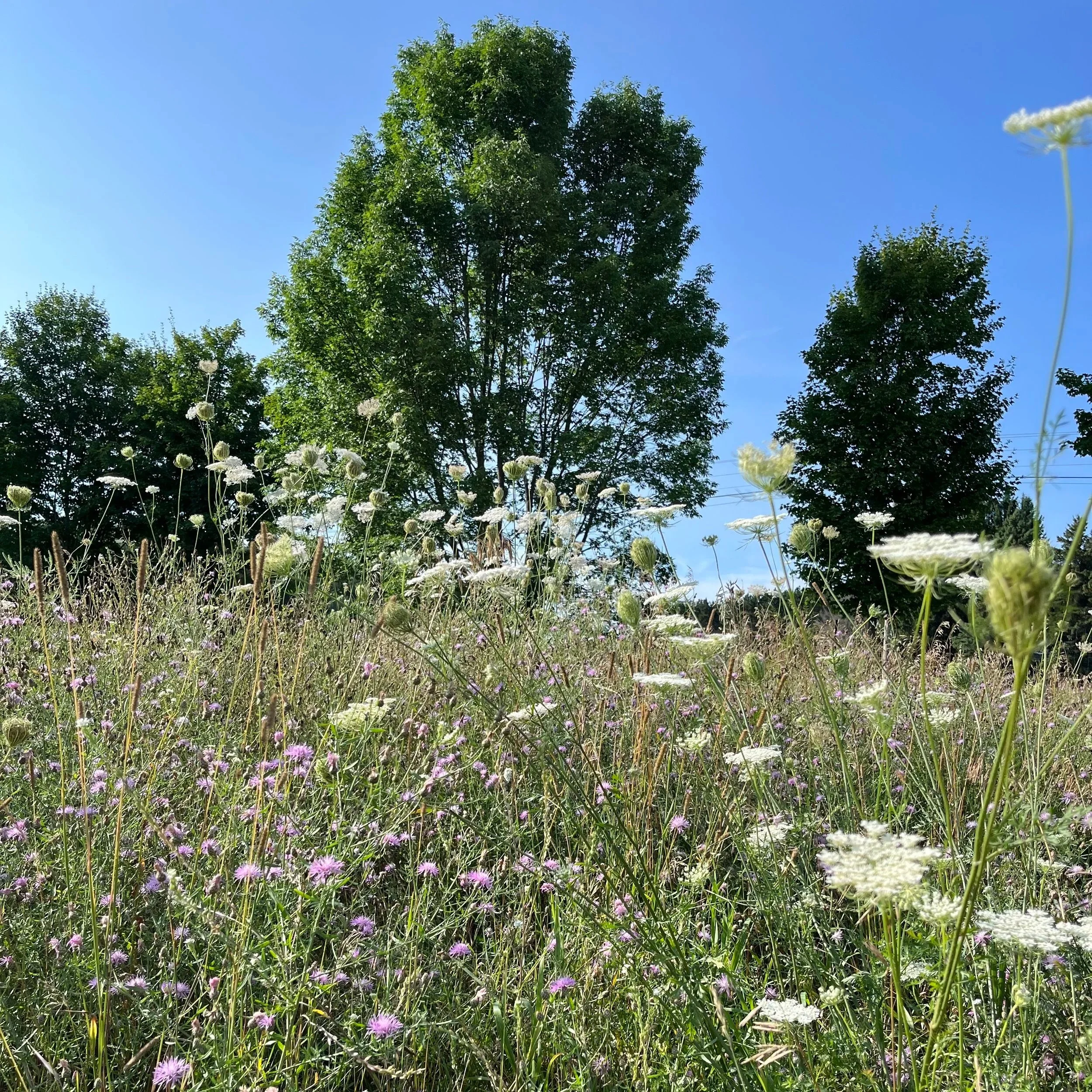 A clear blue sky above tall green trees and a field of wildflowers, including white and purple blooms.