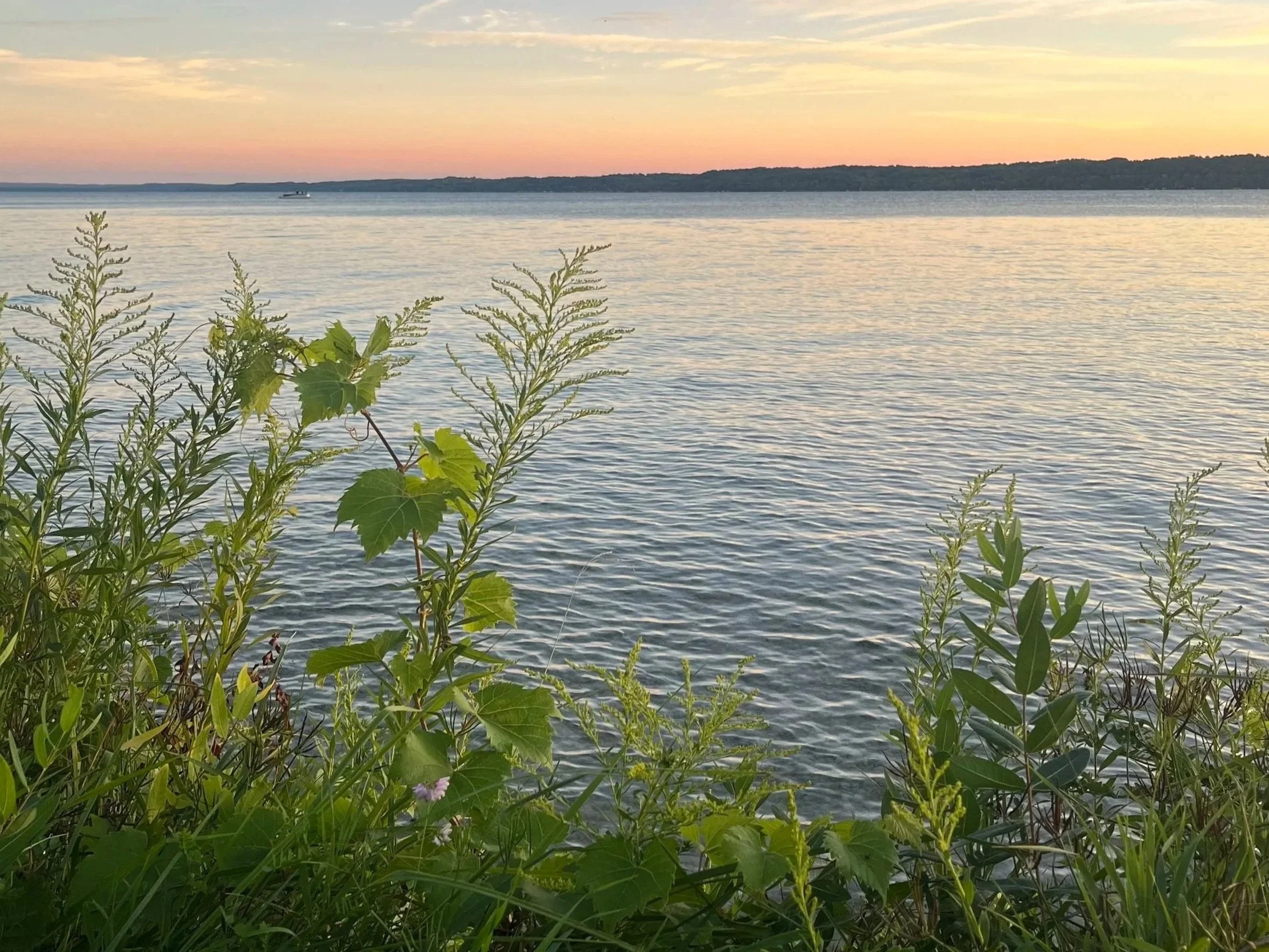 A body of water, possibly a lake or river, with plants and green foliage in the foreground, and a colorful sunset sky with pink, orange, and yellow hues in the background.