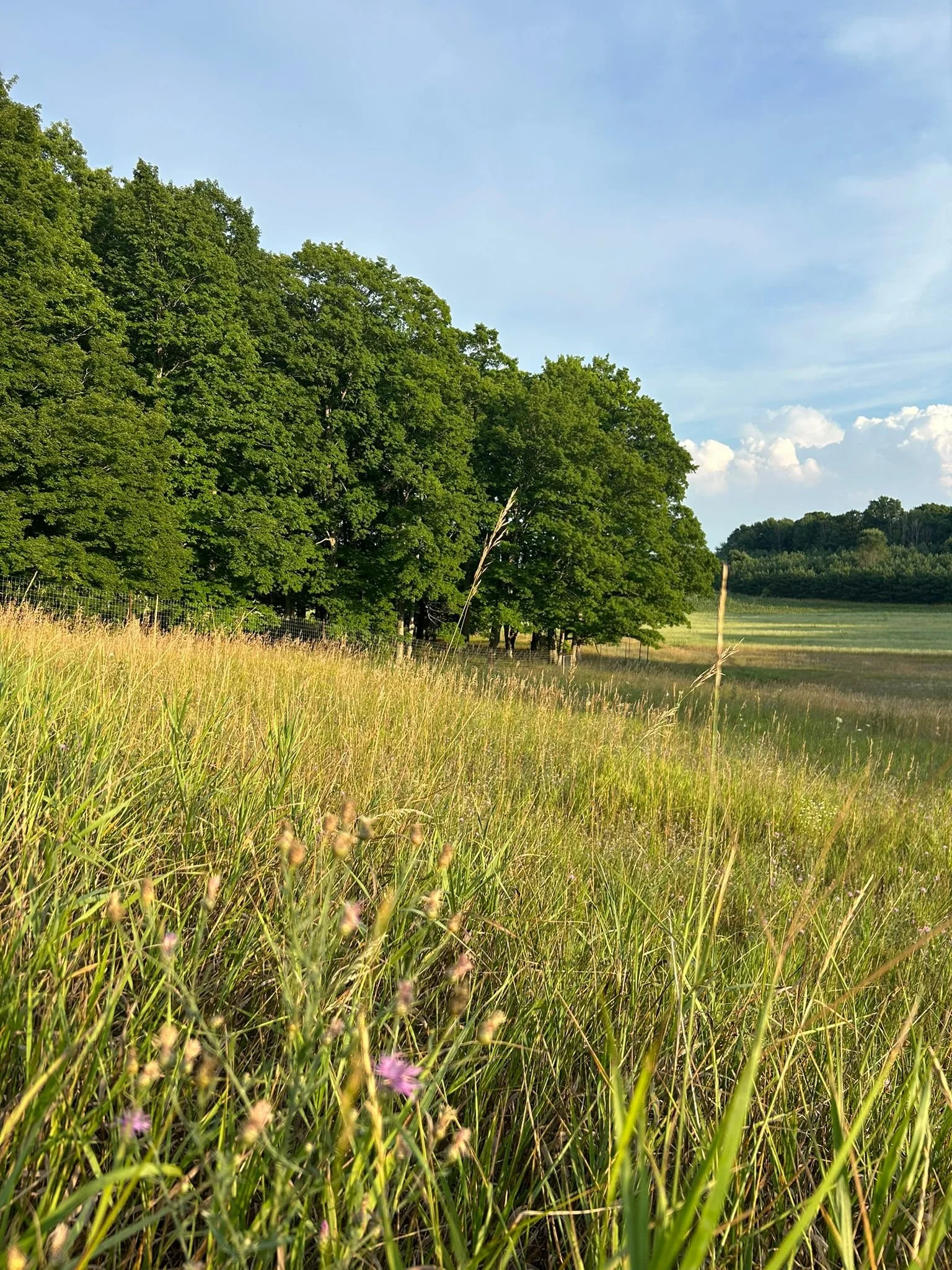 A scenic landscape with tall green grass and small purple wildflowers in the foreground, a line of trees on the left, and a cloudy blue sky.