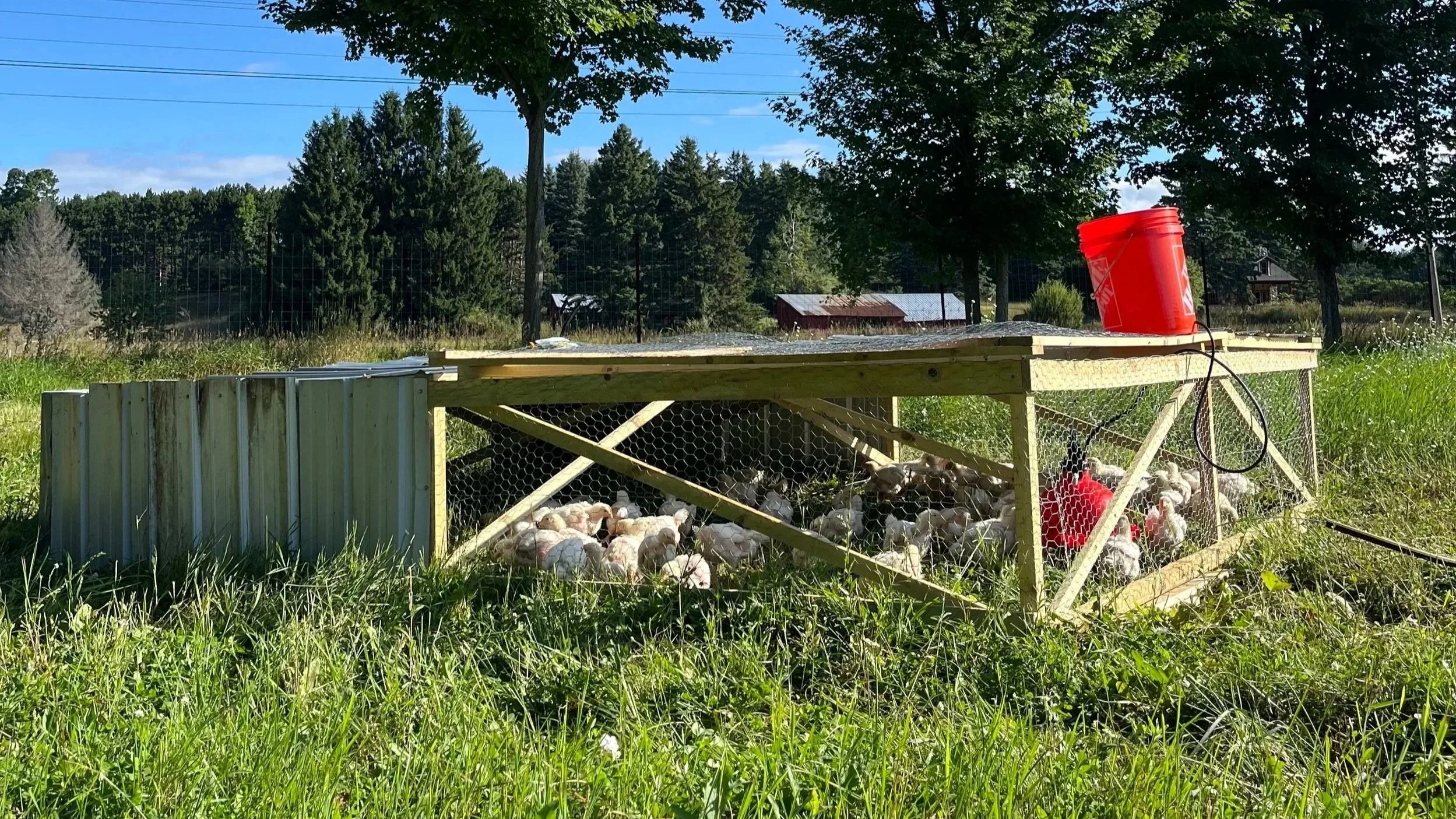Chicken coop with a red bucket on top, filled with chickens outside on grassy land with trees and fence in background.
