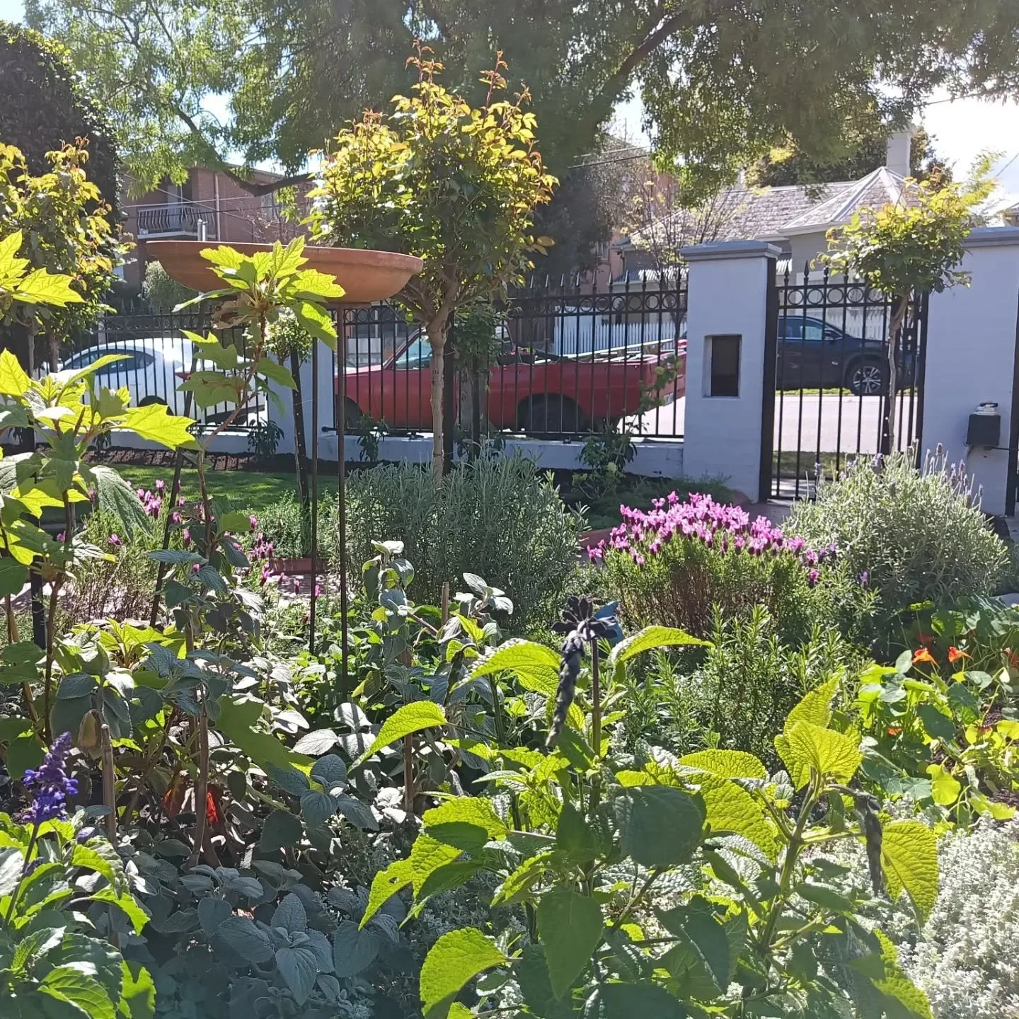 I planted up this garden in June last year, very happy with the progress so far! Featuring a blend of herbaceous perennials with charming European-style plantings, perfectly reflecting the beauty of this property (the Portuguese Laurel are taking the