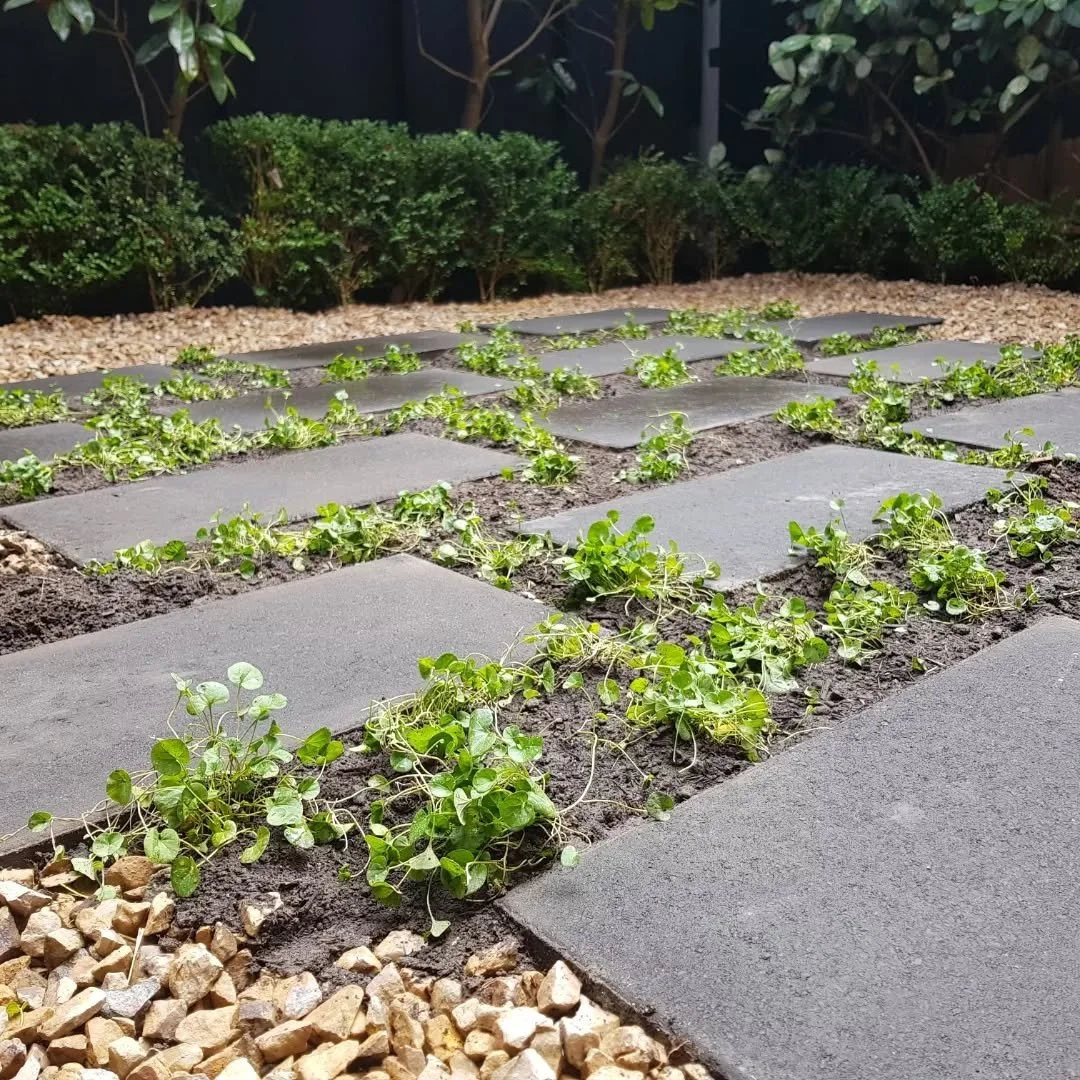 Quick makeover in Glen Iris recently with @joelishkah. Tuscan screenings and Dichondra working their magic amongst the charcoal paving + an unrelated pic of Shane'O in the mosh 🐾