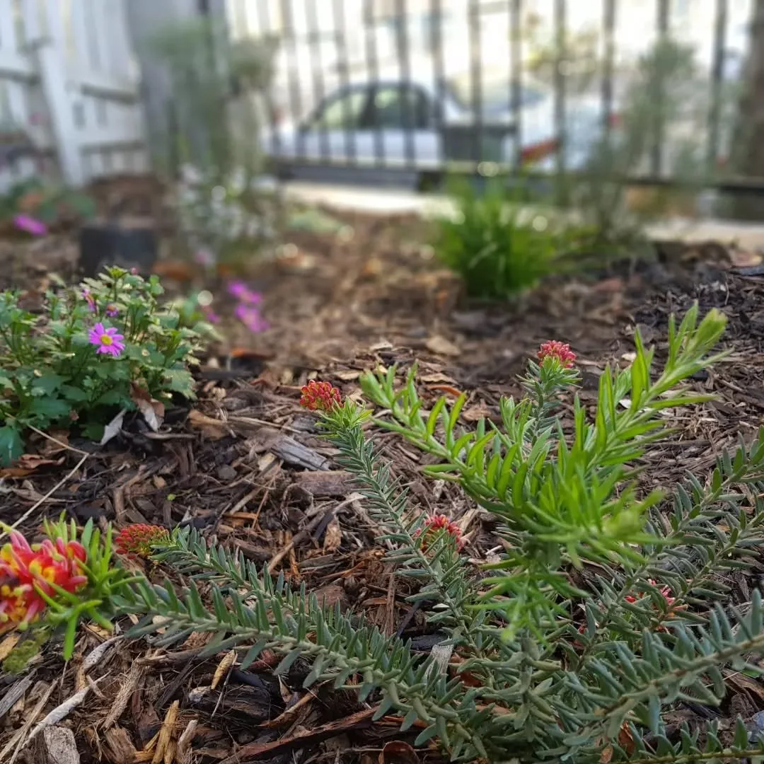 Great progress with a small native garden I planted up not too long back in Carlton. Should have took more pics but I'm useless with this social media stuff. Out to Maria and her kitty for being such top clients 🐈
