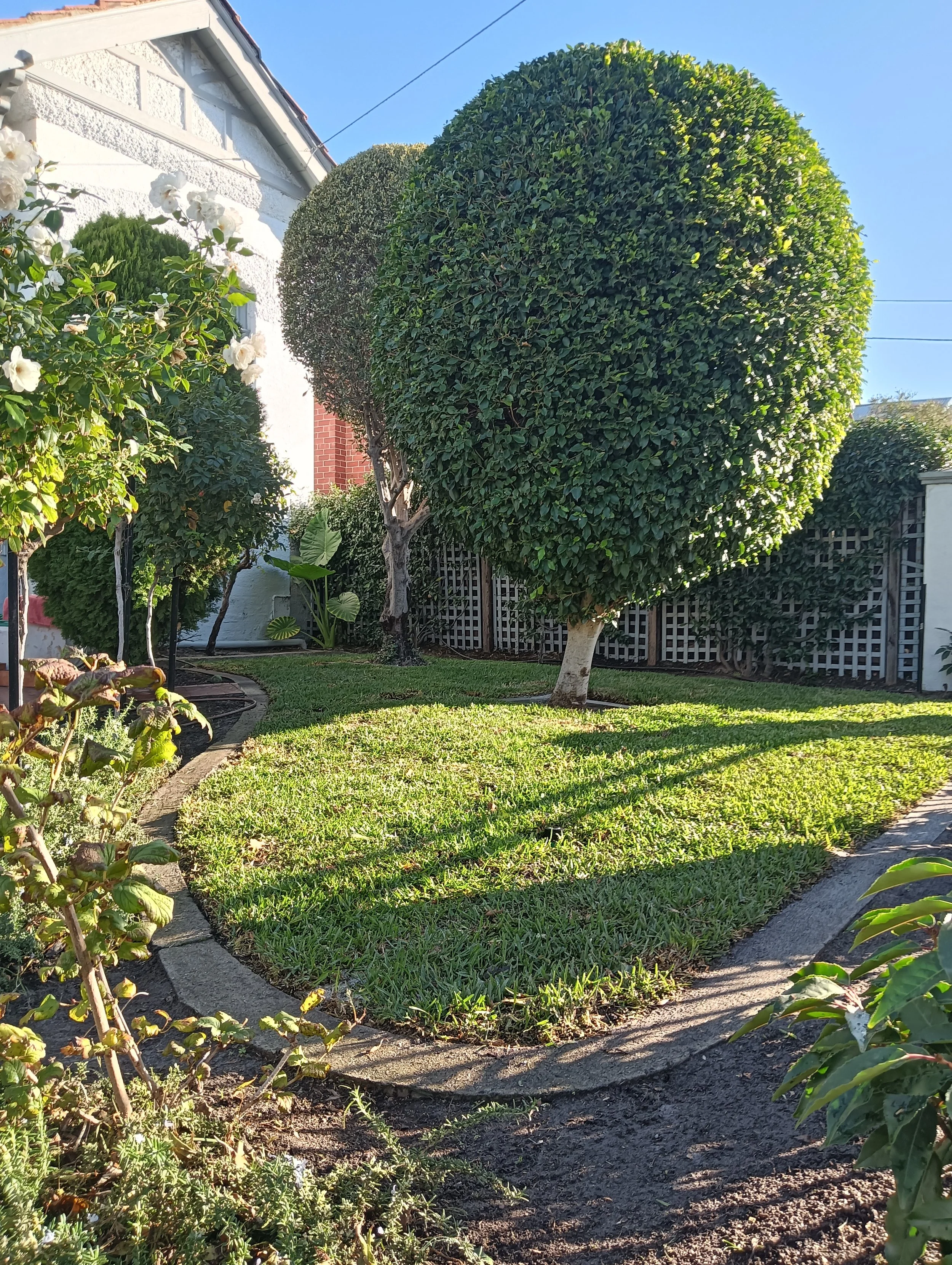 lawn and turf maintenance and install