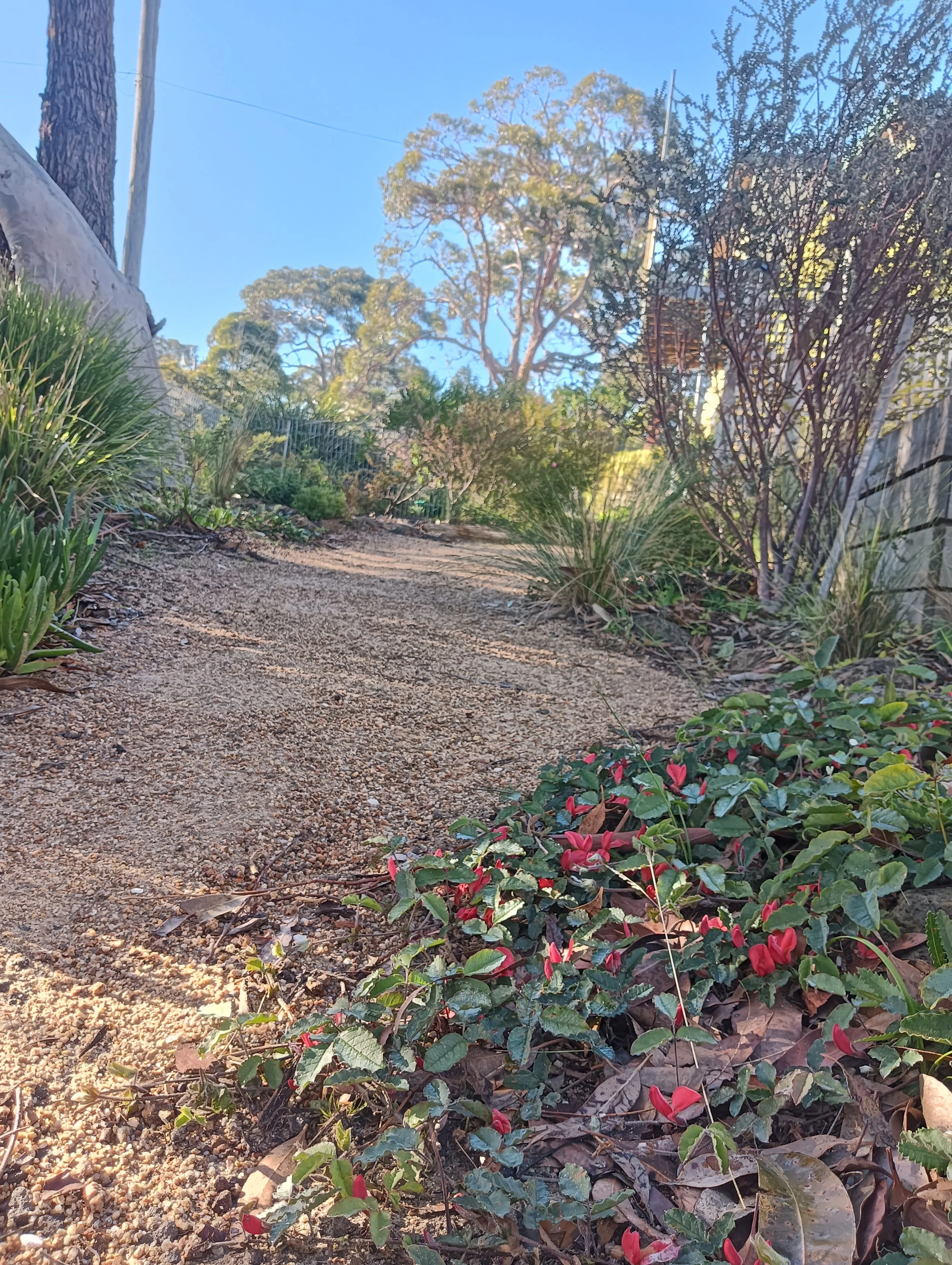 Native & Indigenous Gardens