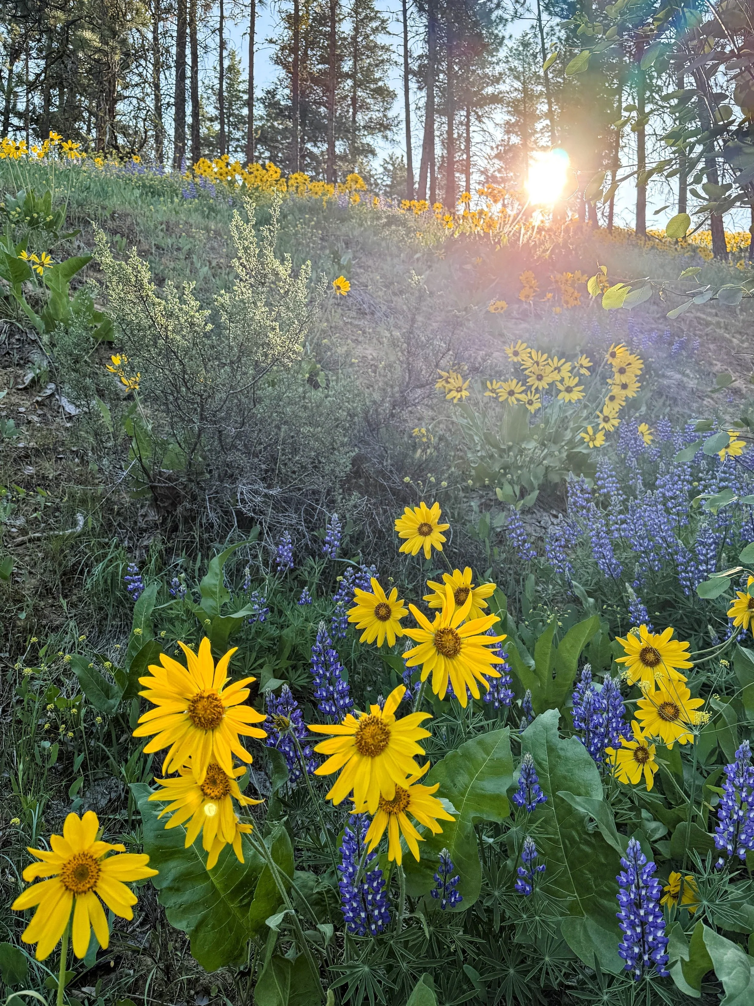 Yellow flowers and purple lupines blooming on a hillside with trees and sunlight in the background.