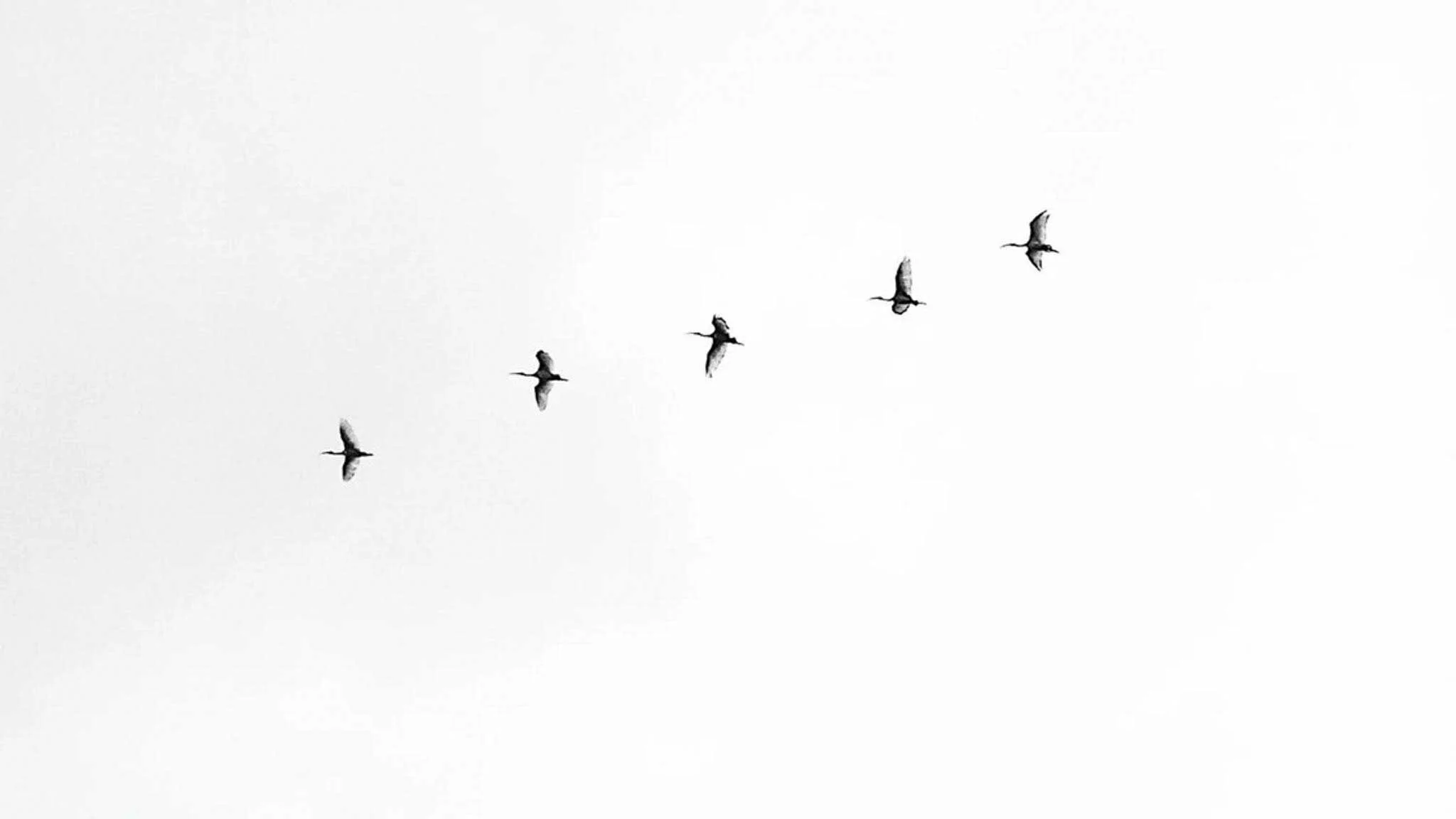 Publication in 'The Company Lawyer (UK)'