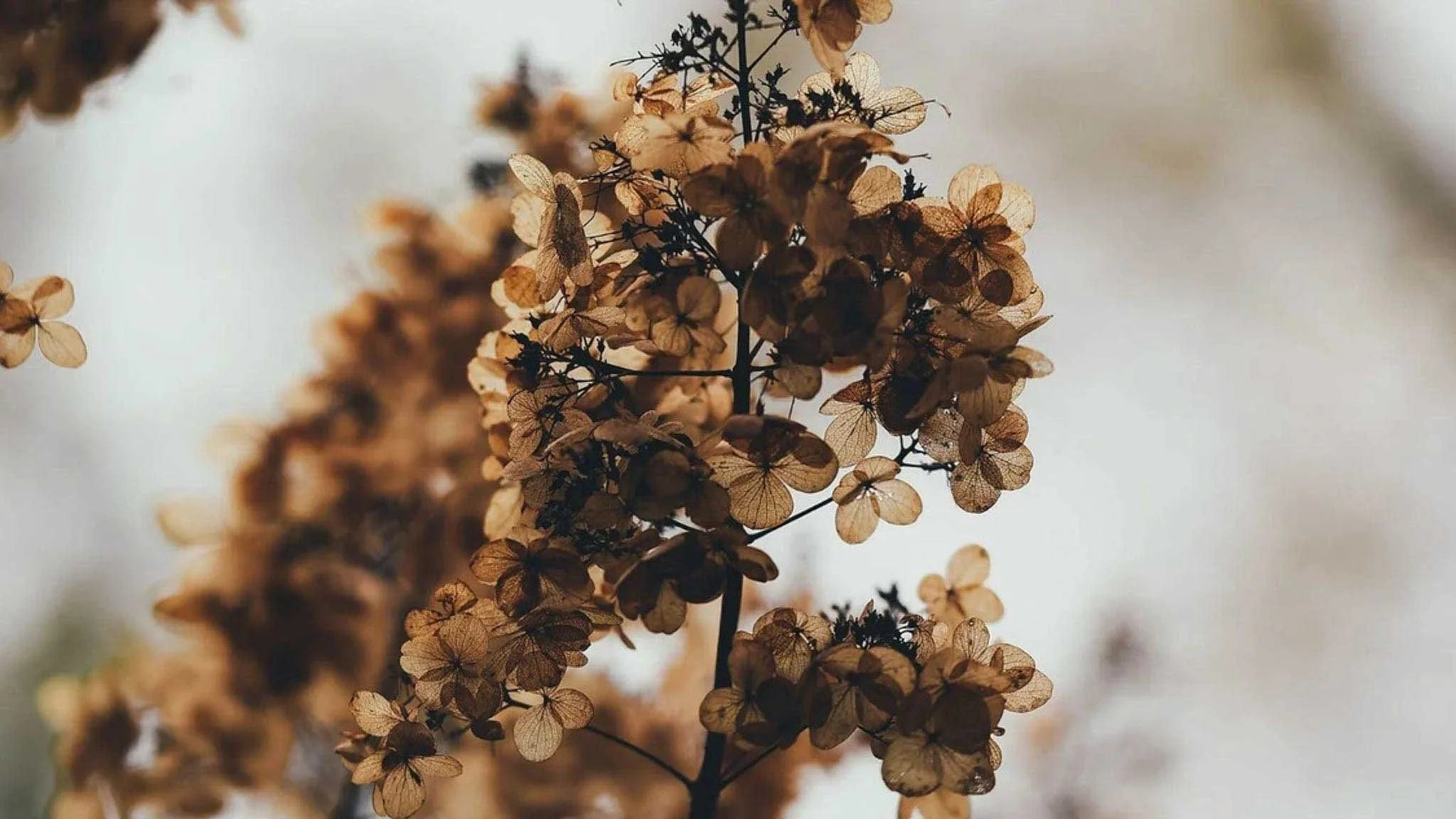 Further Scrutiny of ASIC