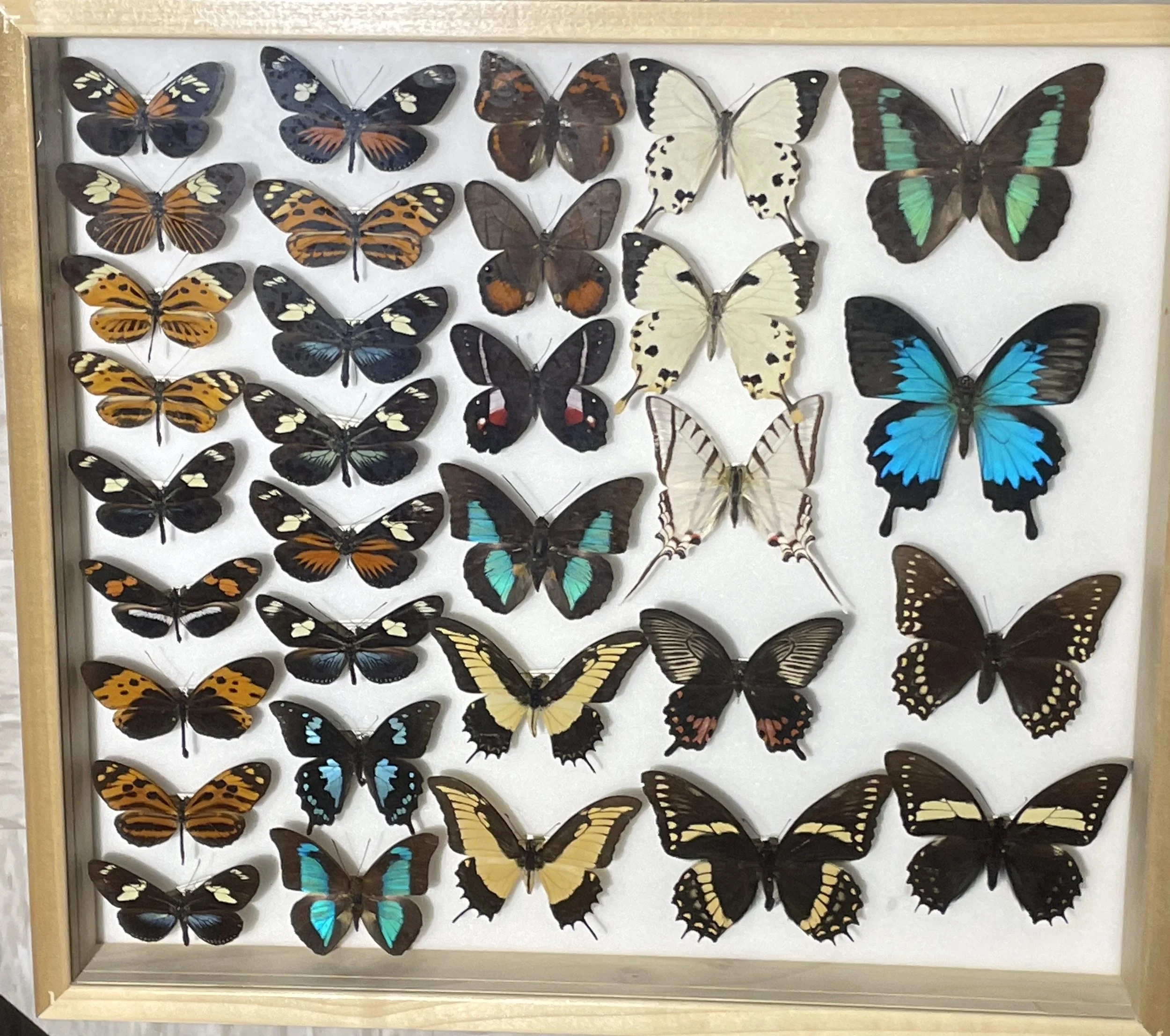 i02_Misc_Nymph_Helicon_Papilio.JPG