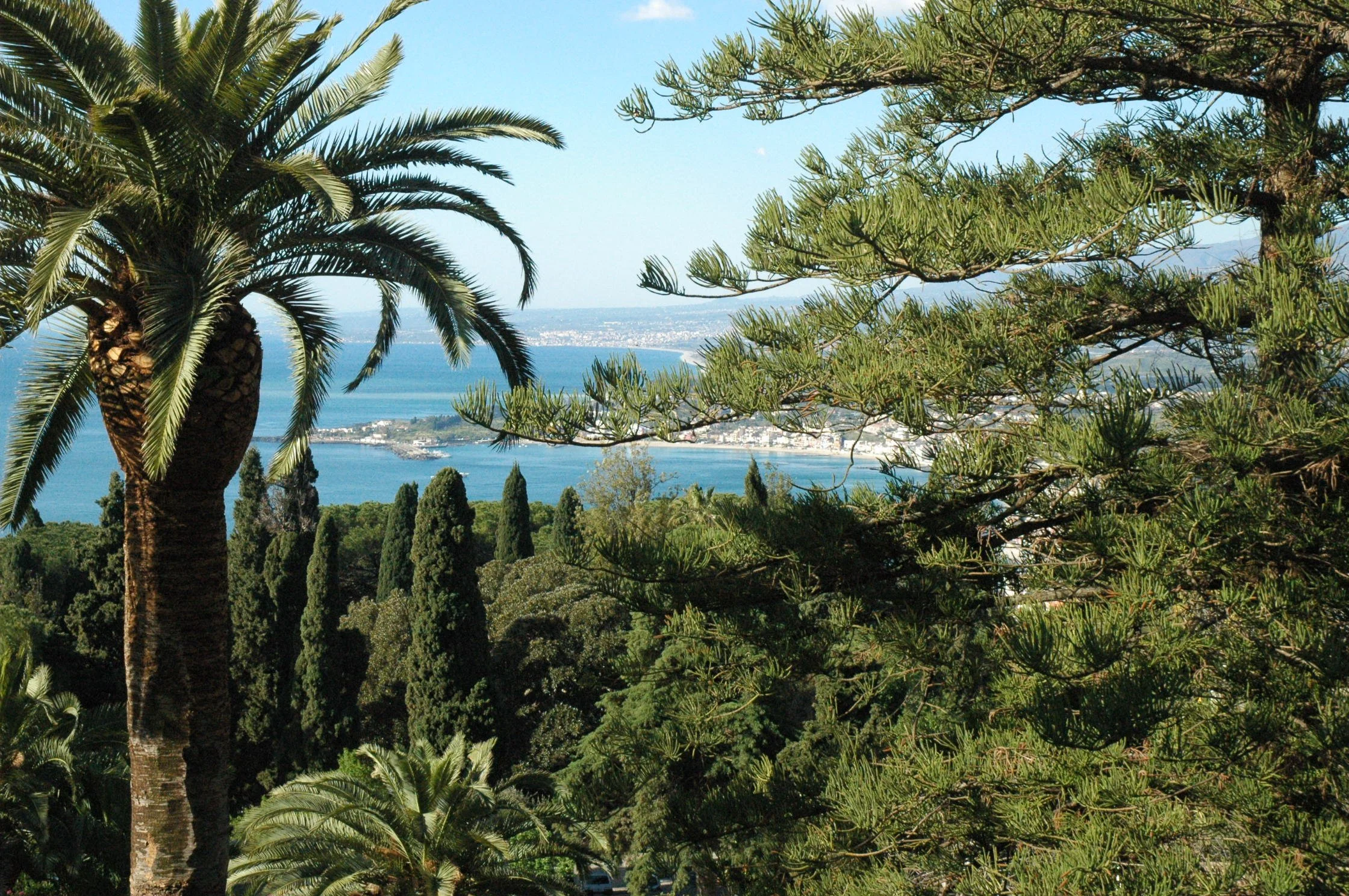 Tropical landscape with palm trees, pine trees, and a view of the ocean and distant city.
