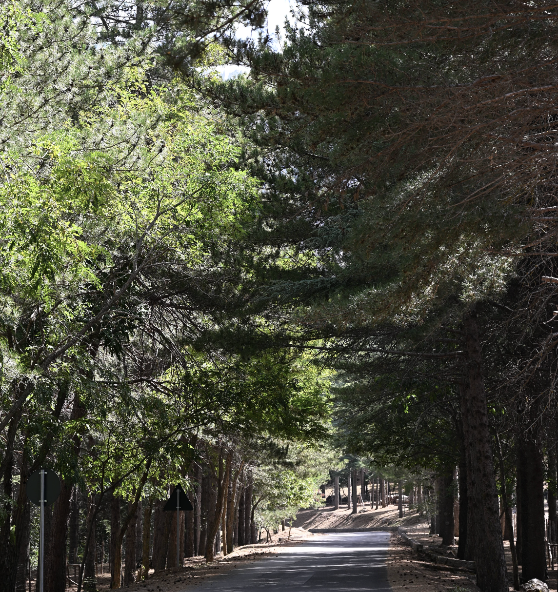 A scenic forest road shaded by tall green and dark pine trees, with sunlight filtering through the leaves.