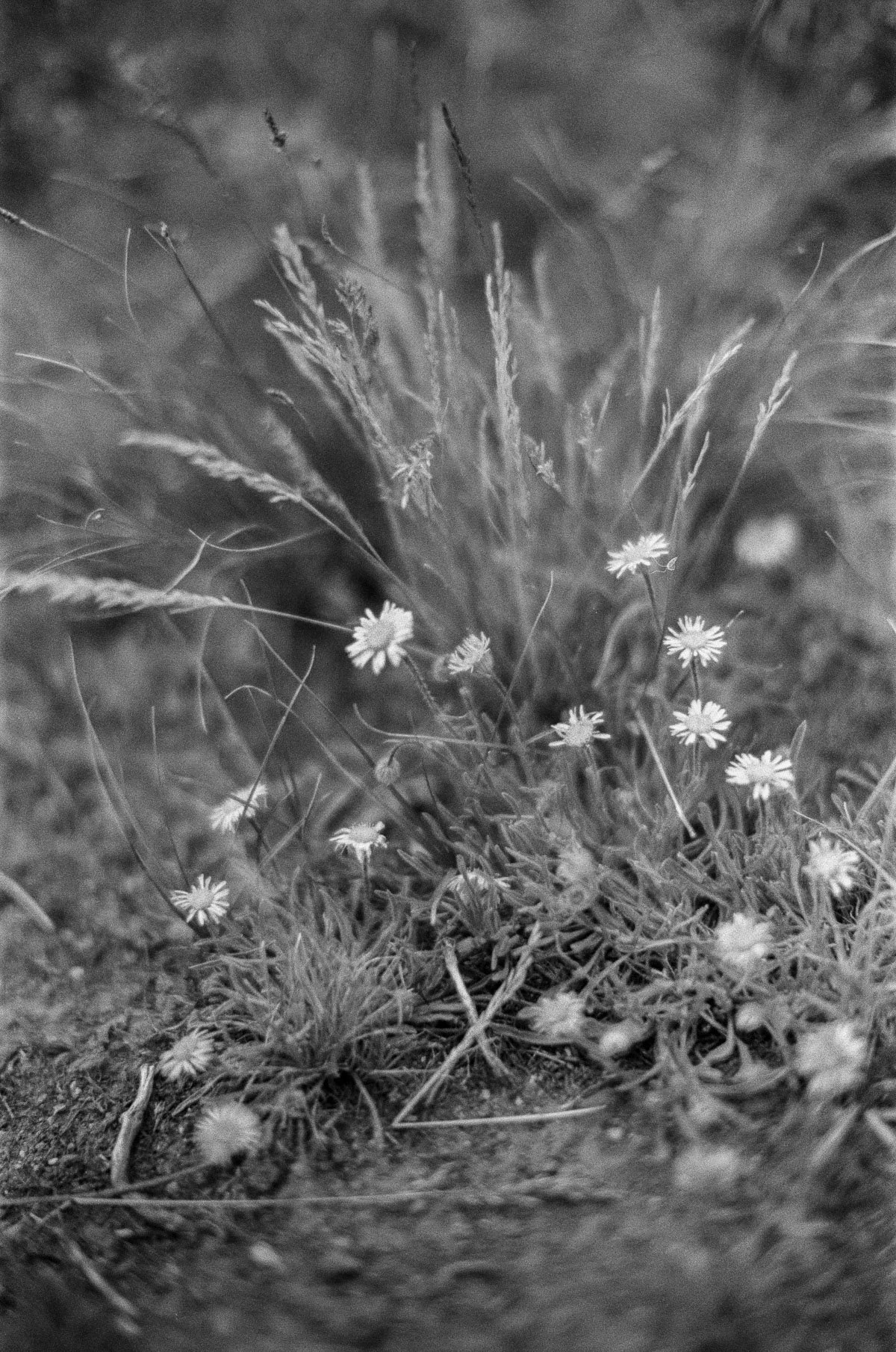 Wildflowers at Wedding in Stanley Idaho 