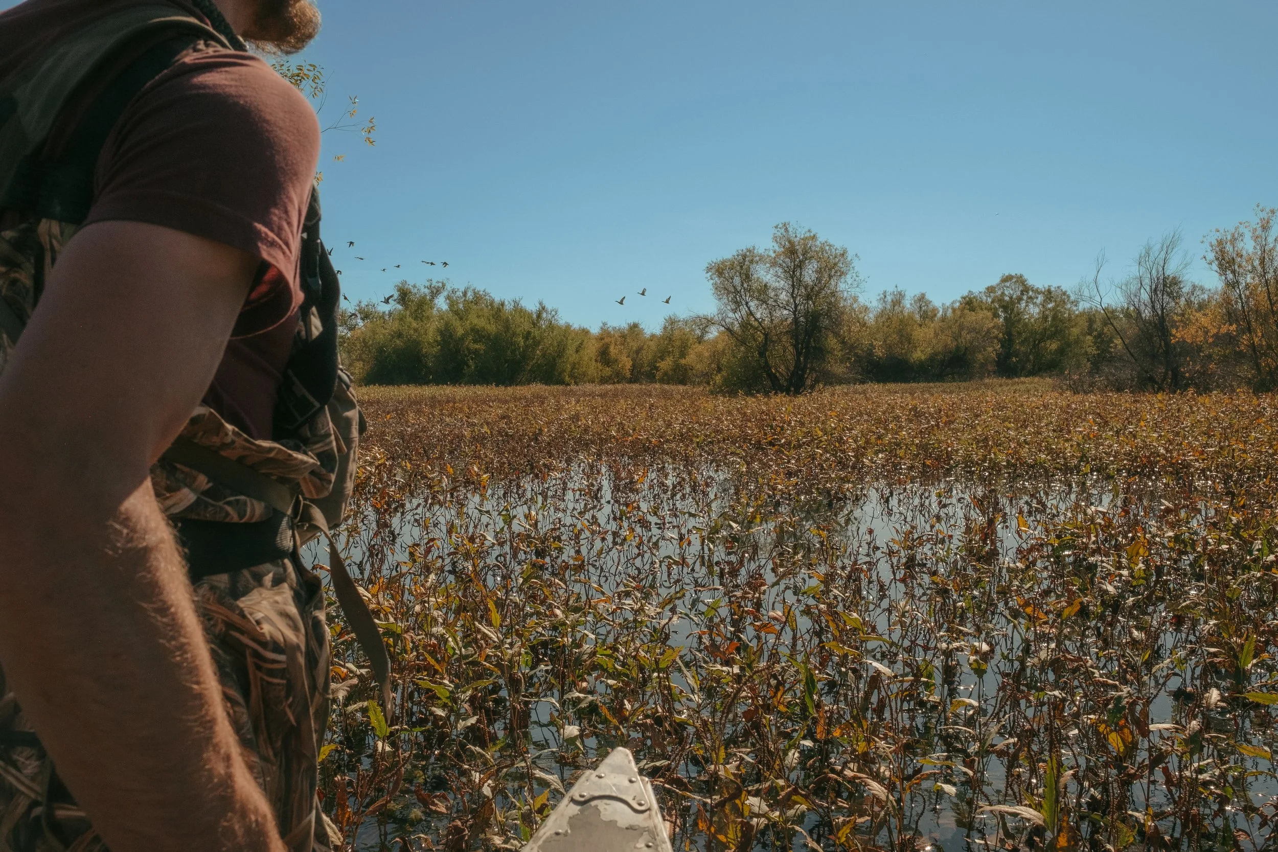 A person in a boat on a swamp or marsh surrounded by water and vegetation, with trees in the distance and birds flying in the sky.